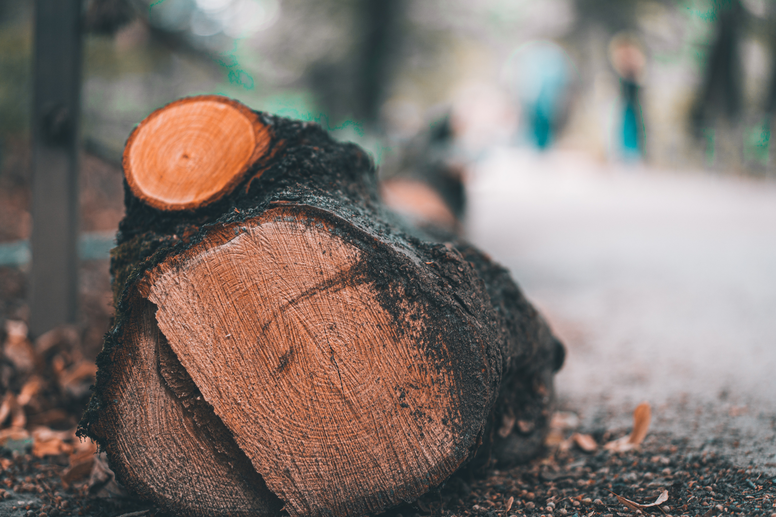 Спиленное дерево в Аптекарском огороде в Москве