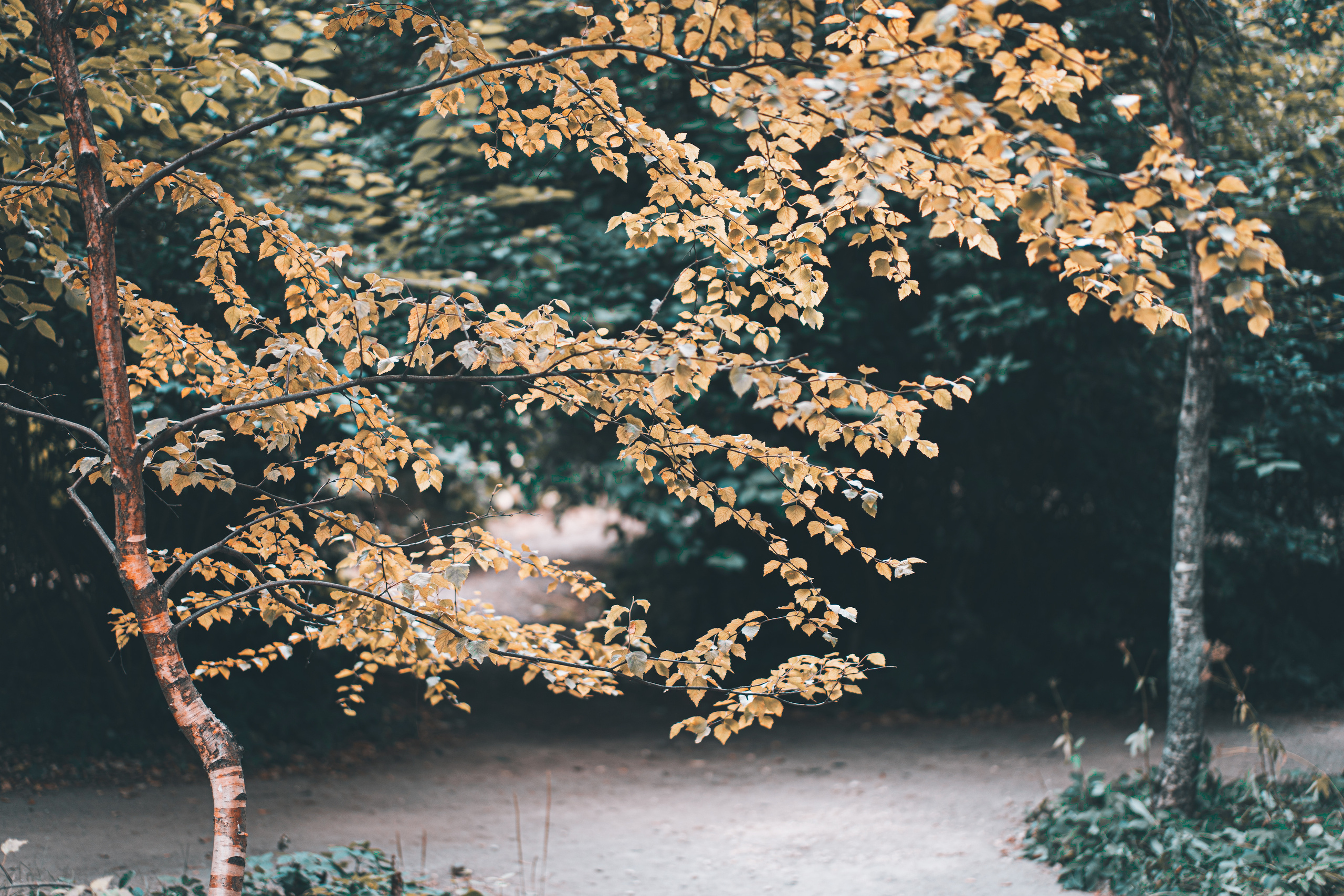 Береза в Аптекарском огороде в Москве