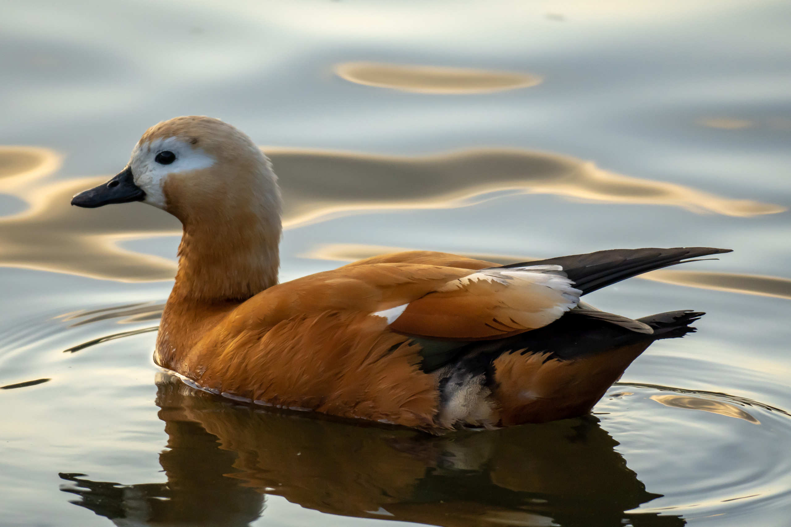 Утки на воде в Лужниках