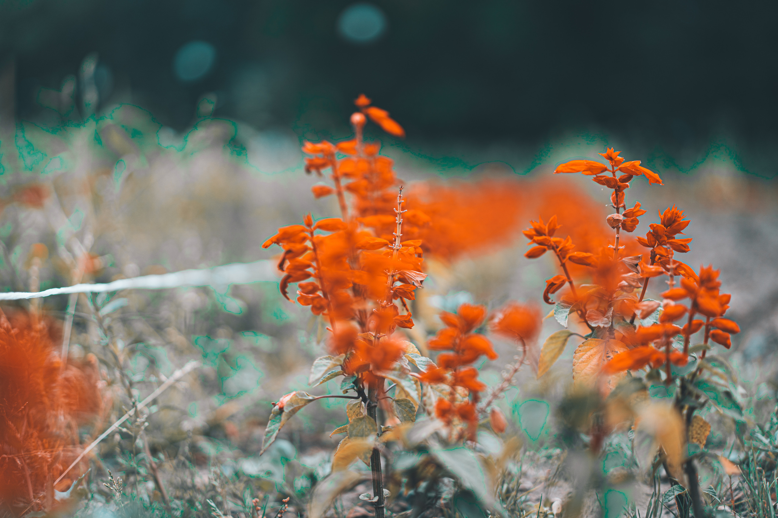 Цветы в Аптекарском огороде в Москве
