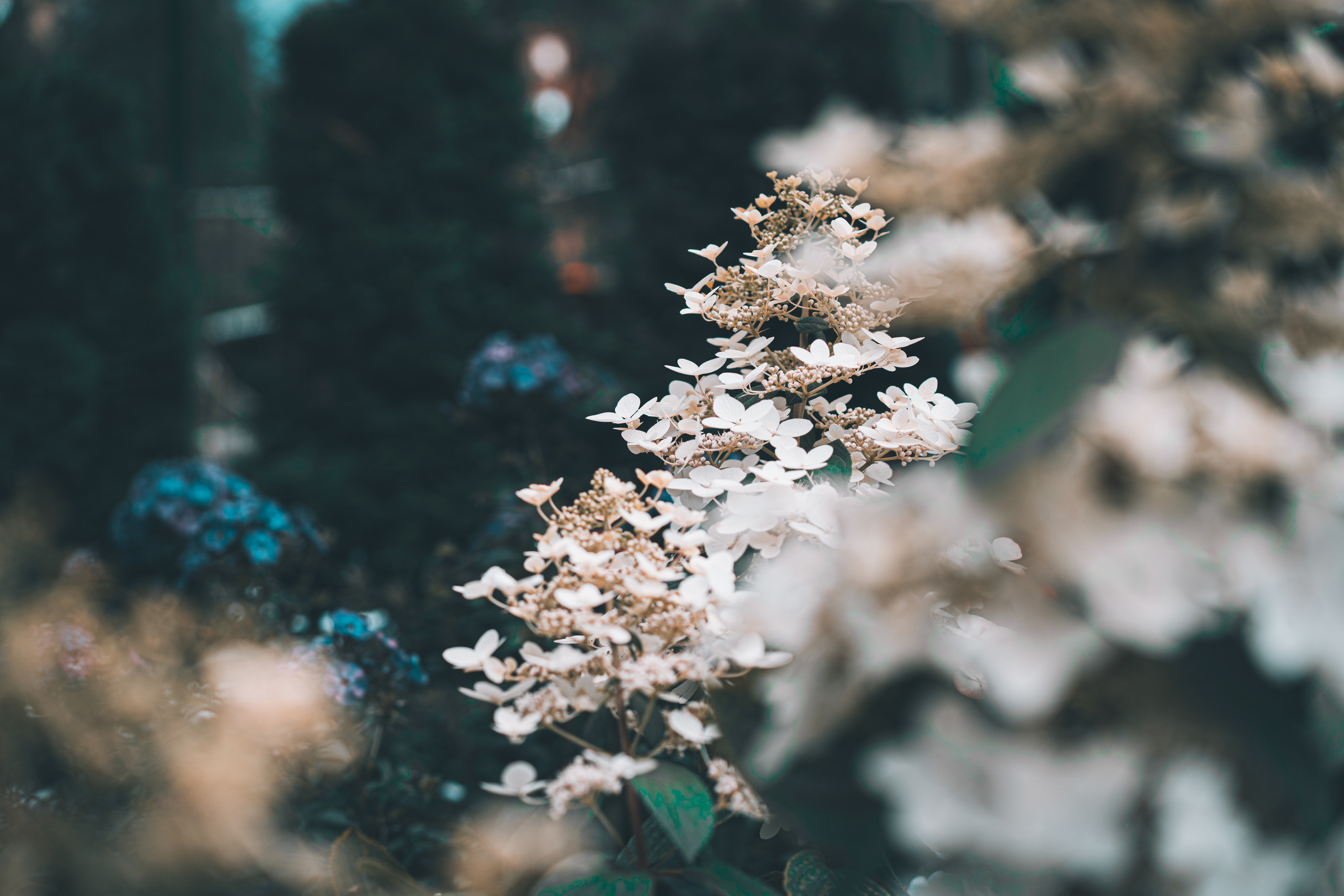 Растения в Аптекарском огороде в Москве