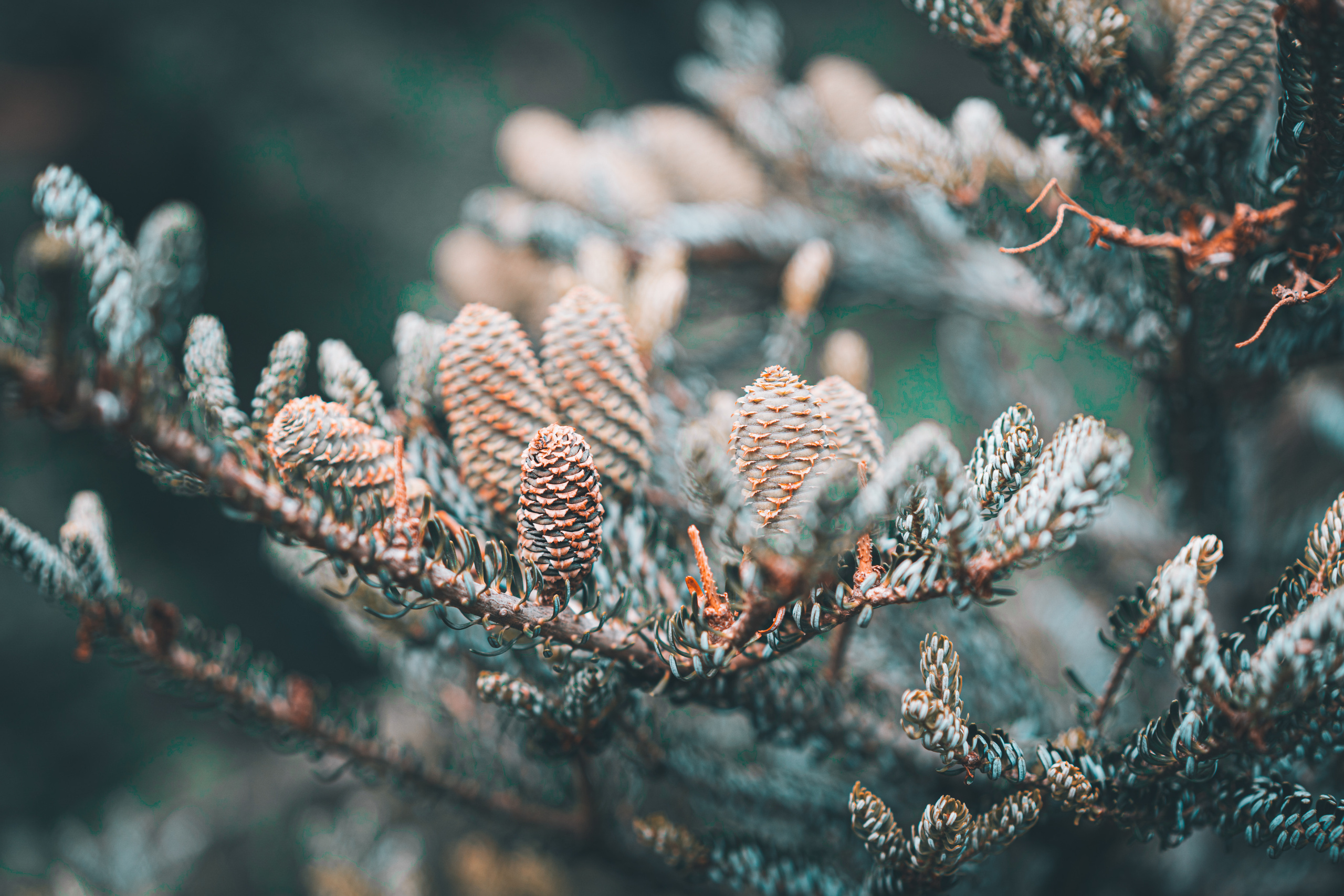 Шишки в Аптекарском огороде в Москве