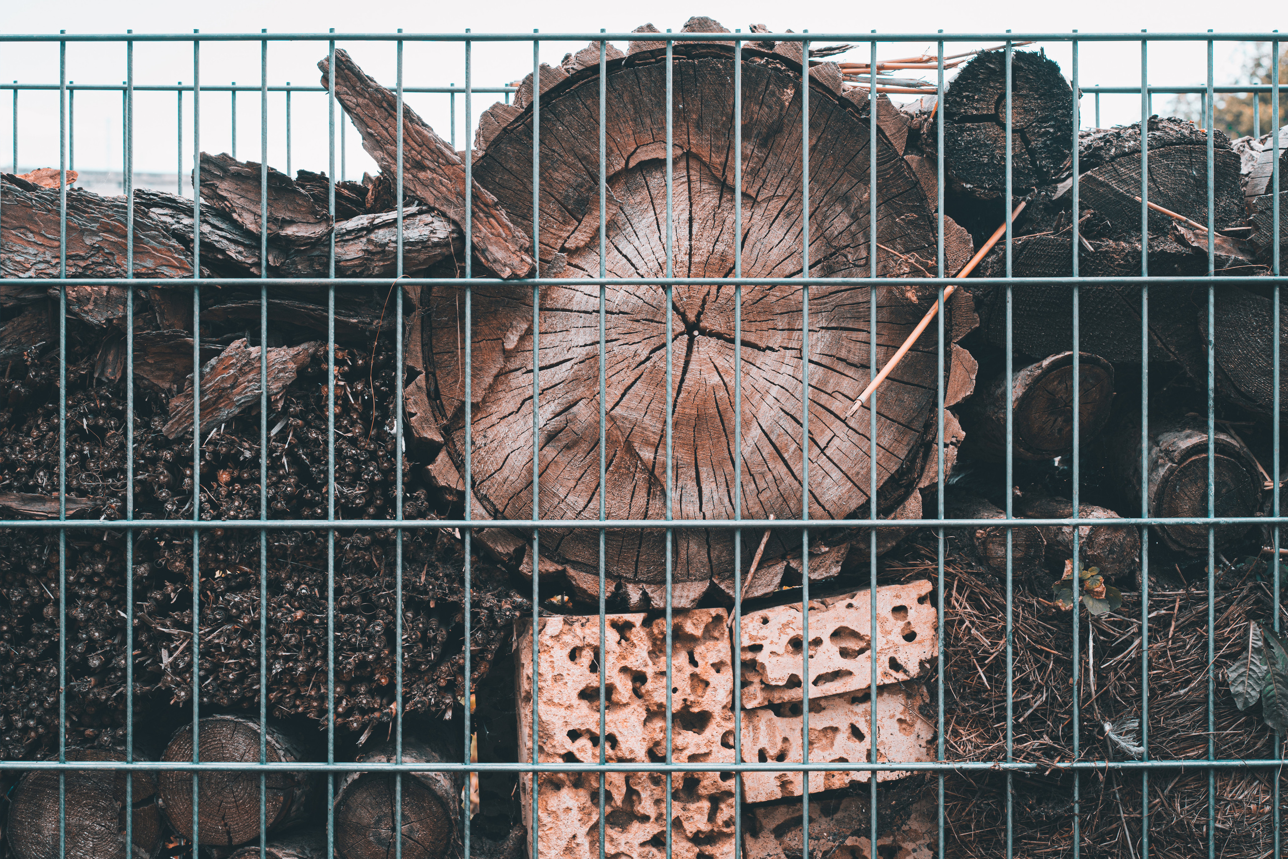 Аптекарский огород в Москве