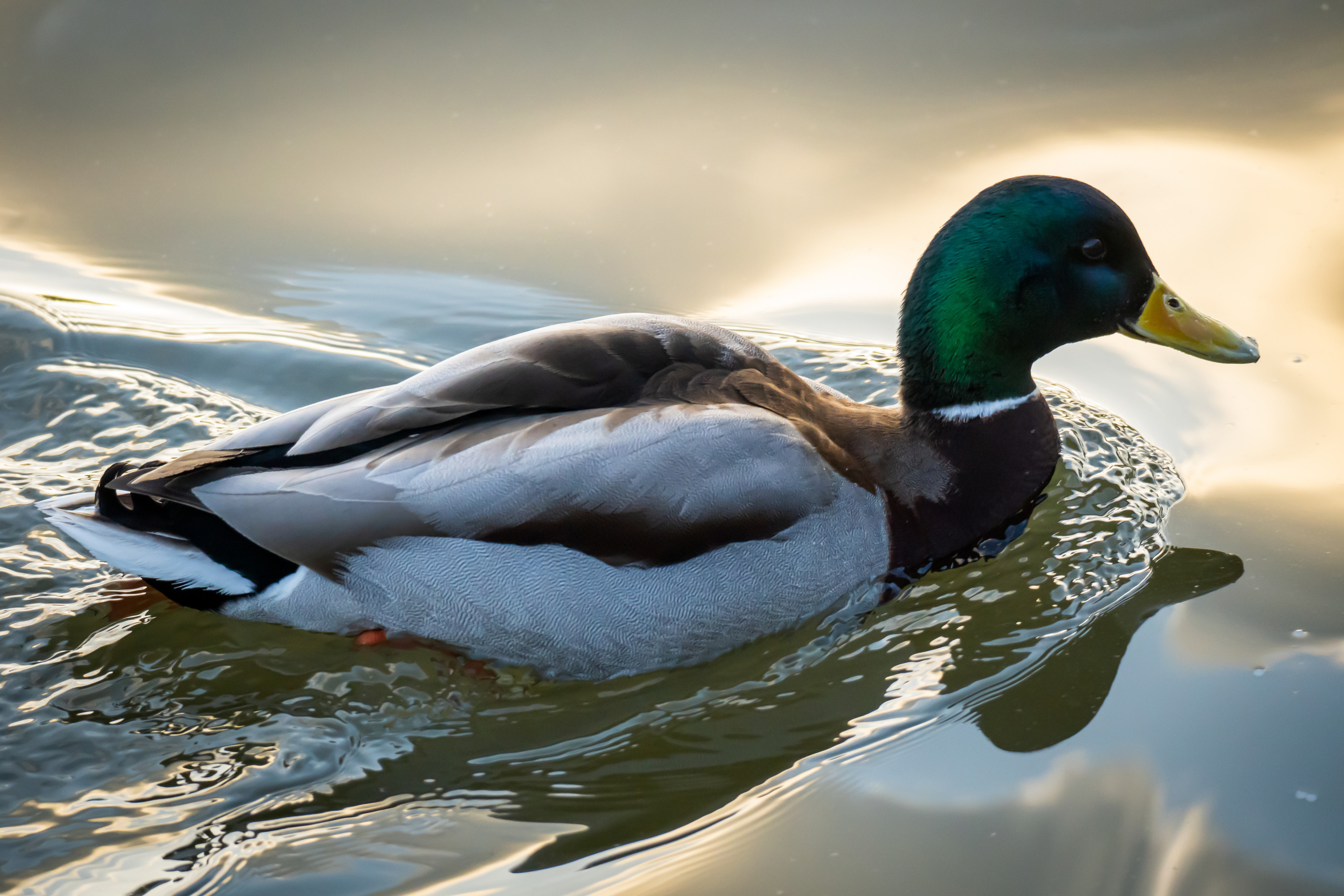 Утки на воде в Лужниках