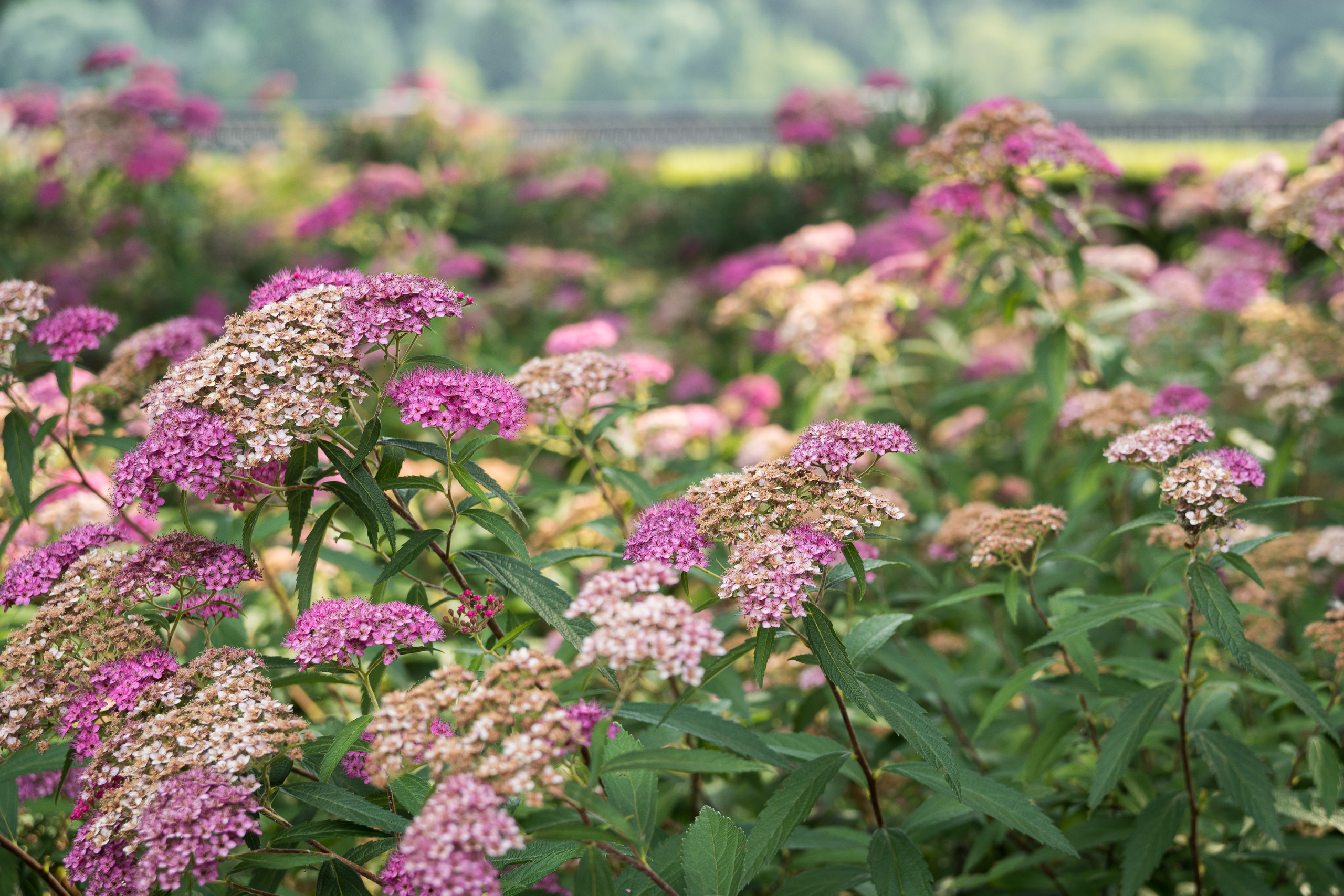 Цветы в парке в Лужниках