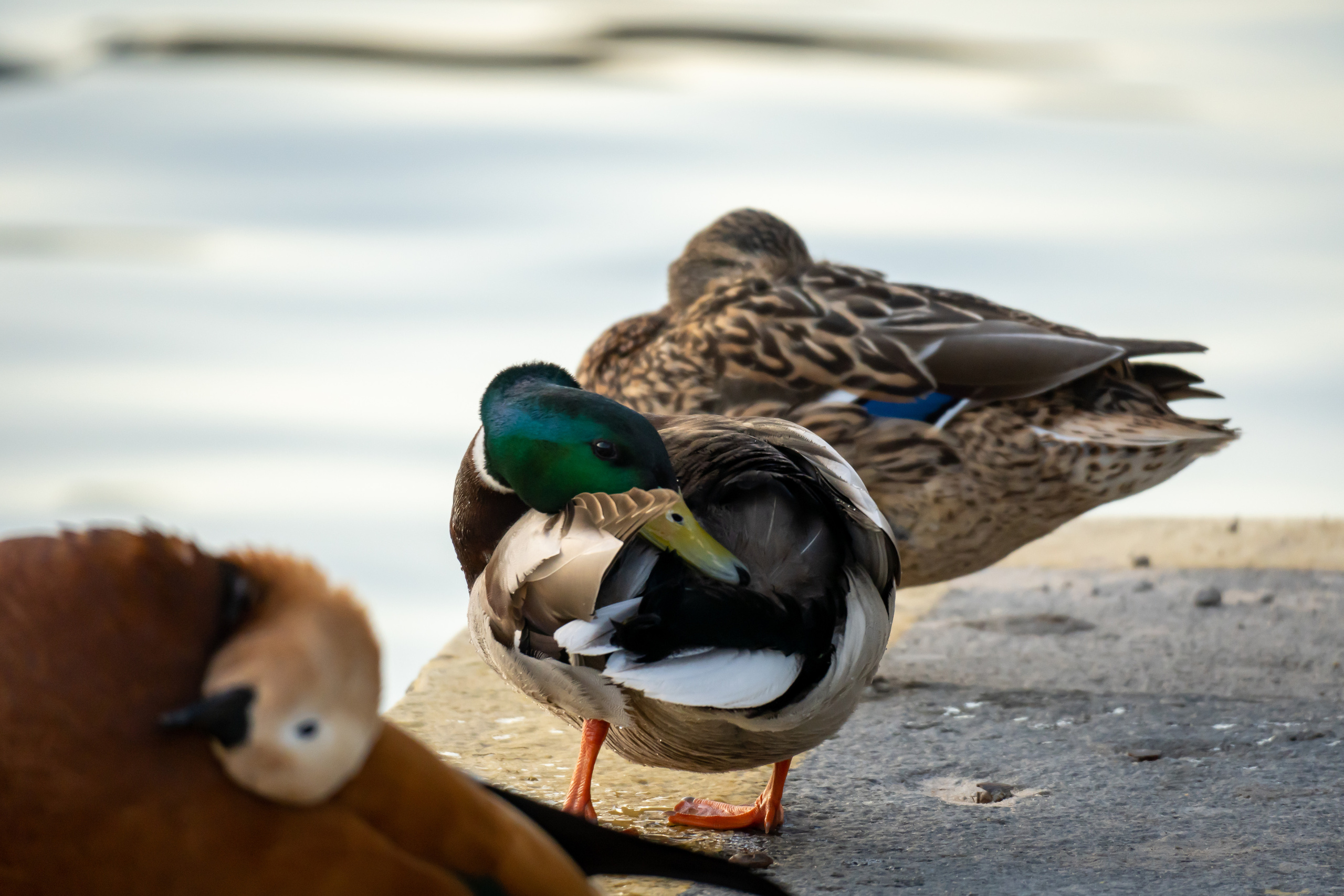 Утки на воде в Лужниках
