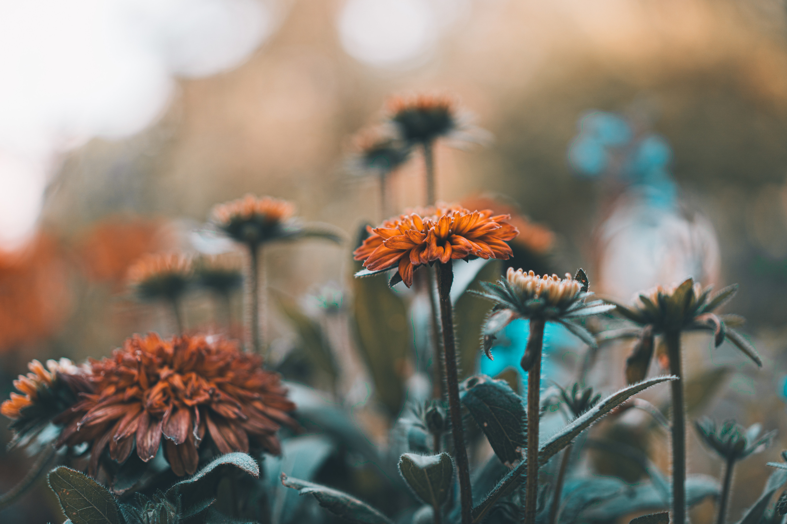 Цветы в Аптекарском огороде в Москве