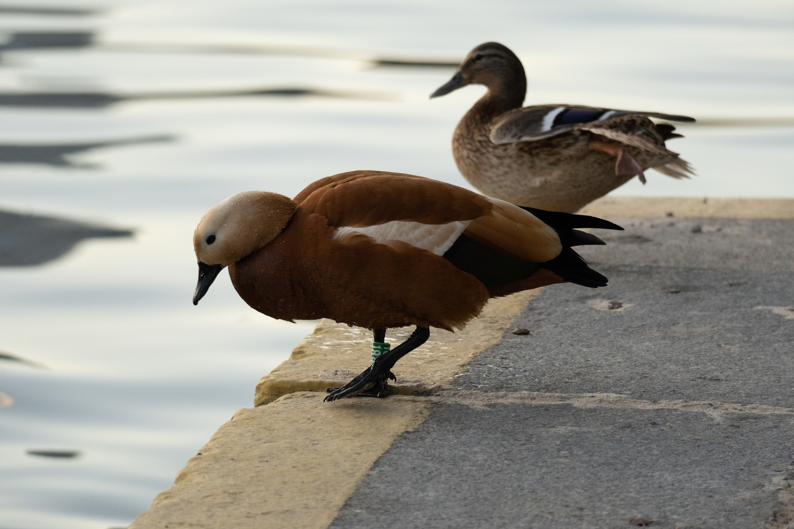 Утки на воде в Лужниках