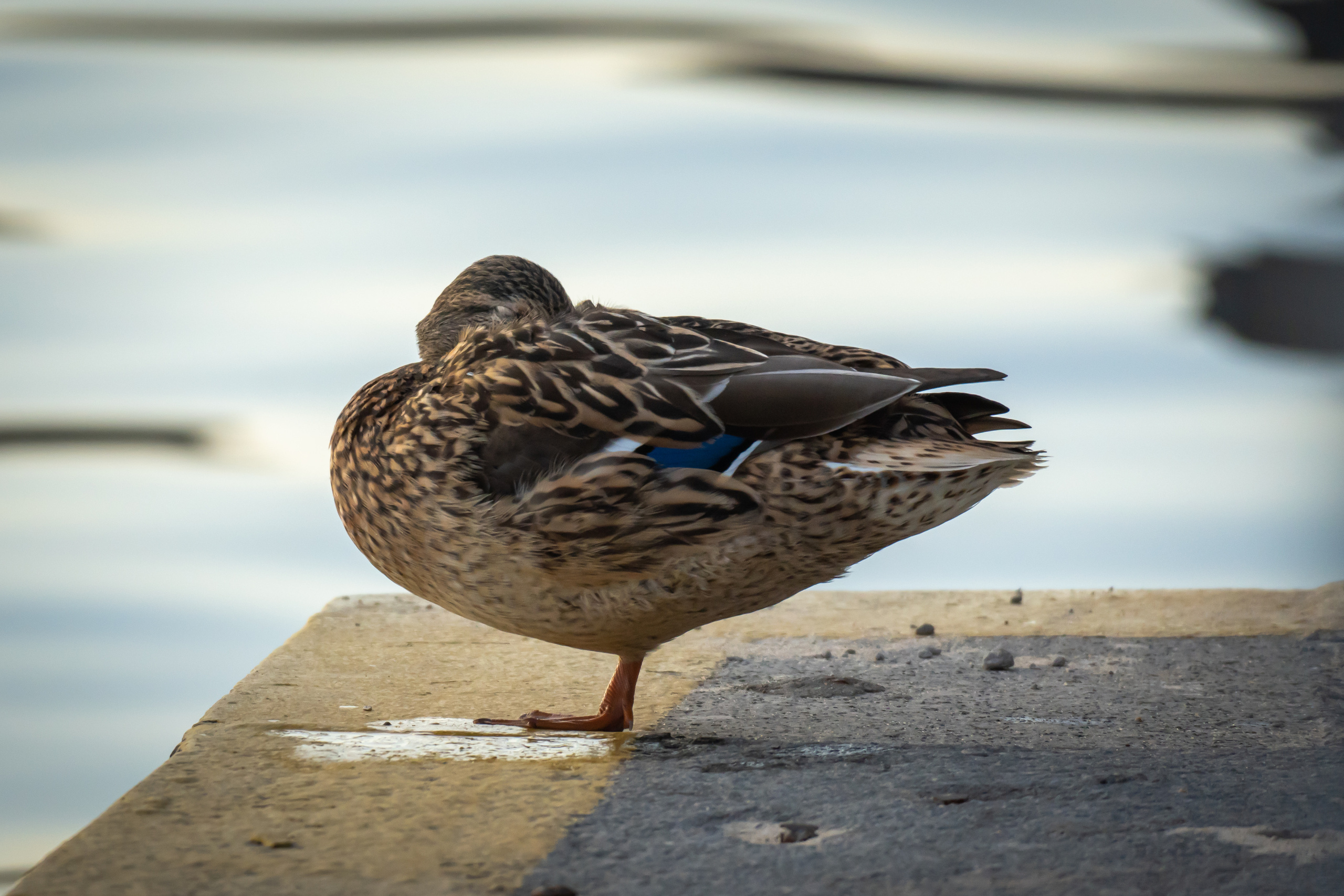 Утки на воде в Лужниках