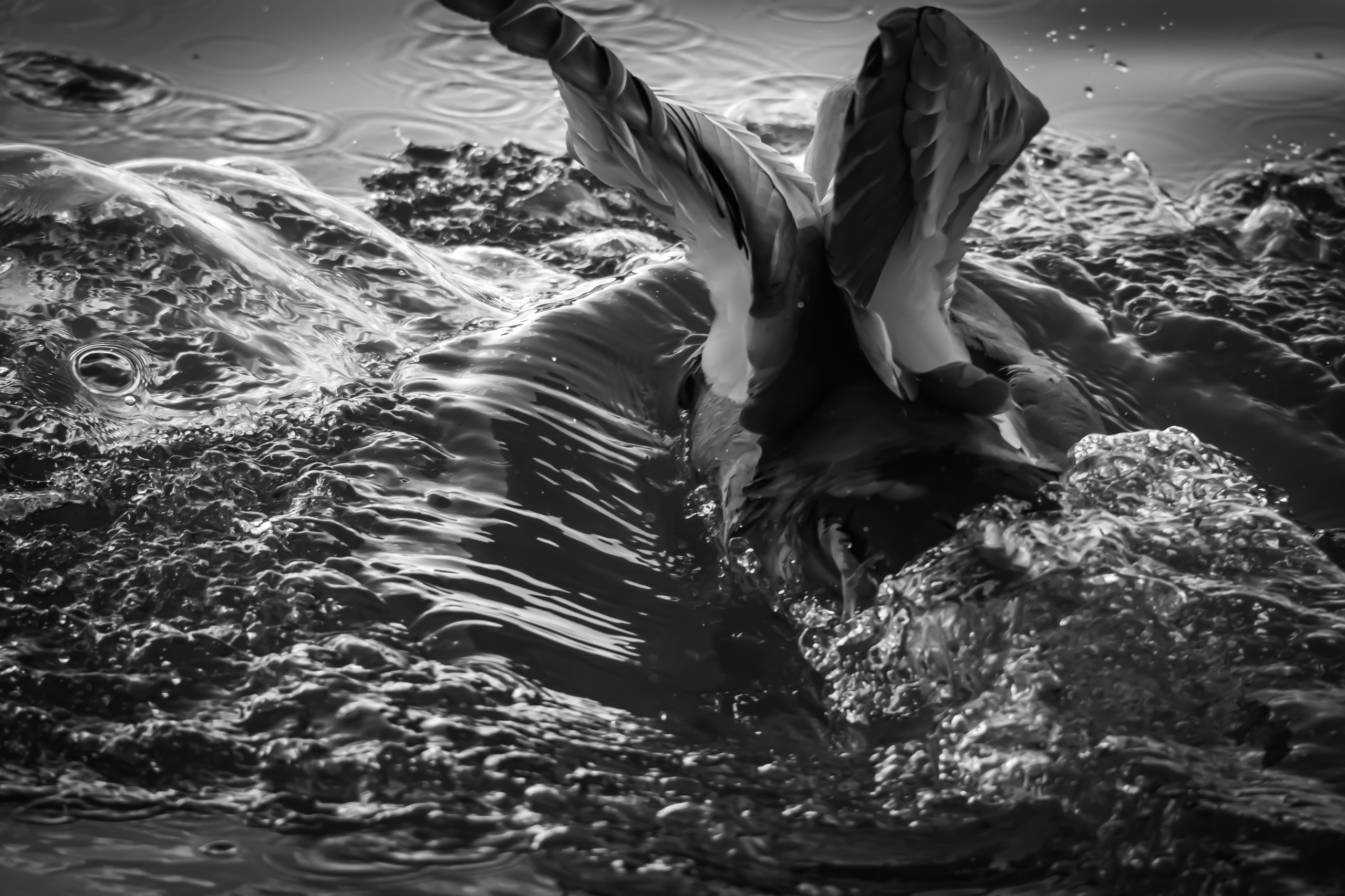 Утки на воде в Лужниках