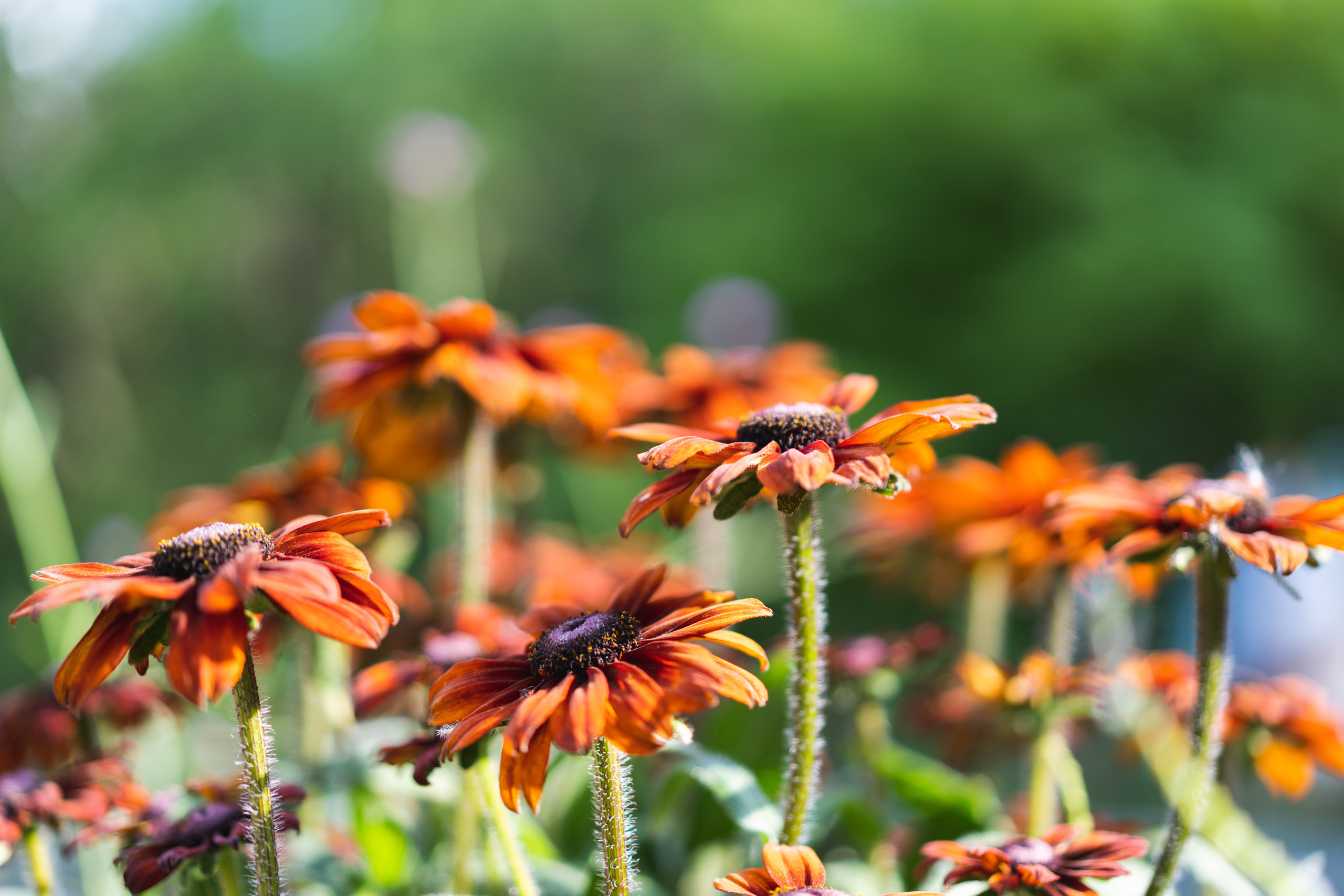 Цветы в Аптекарском огороде в Москве