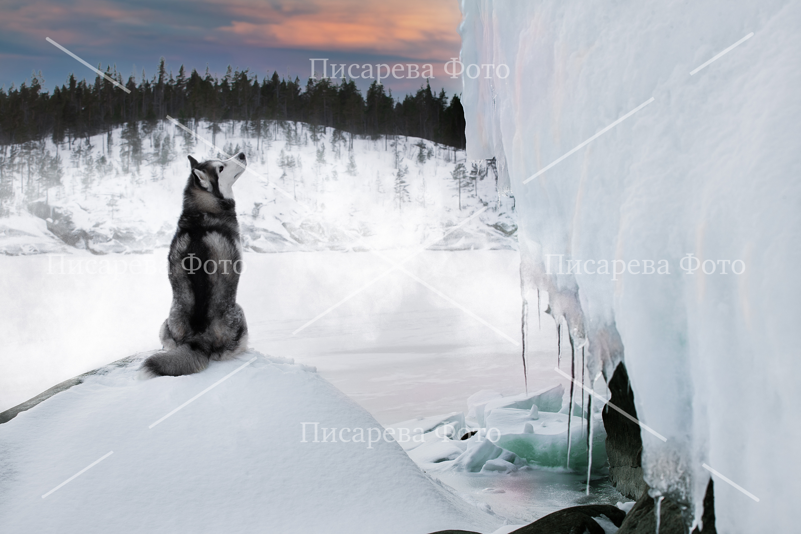 Собака породы сибирский хаски на льду Ладожского озера