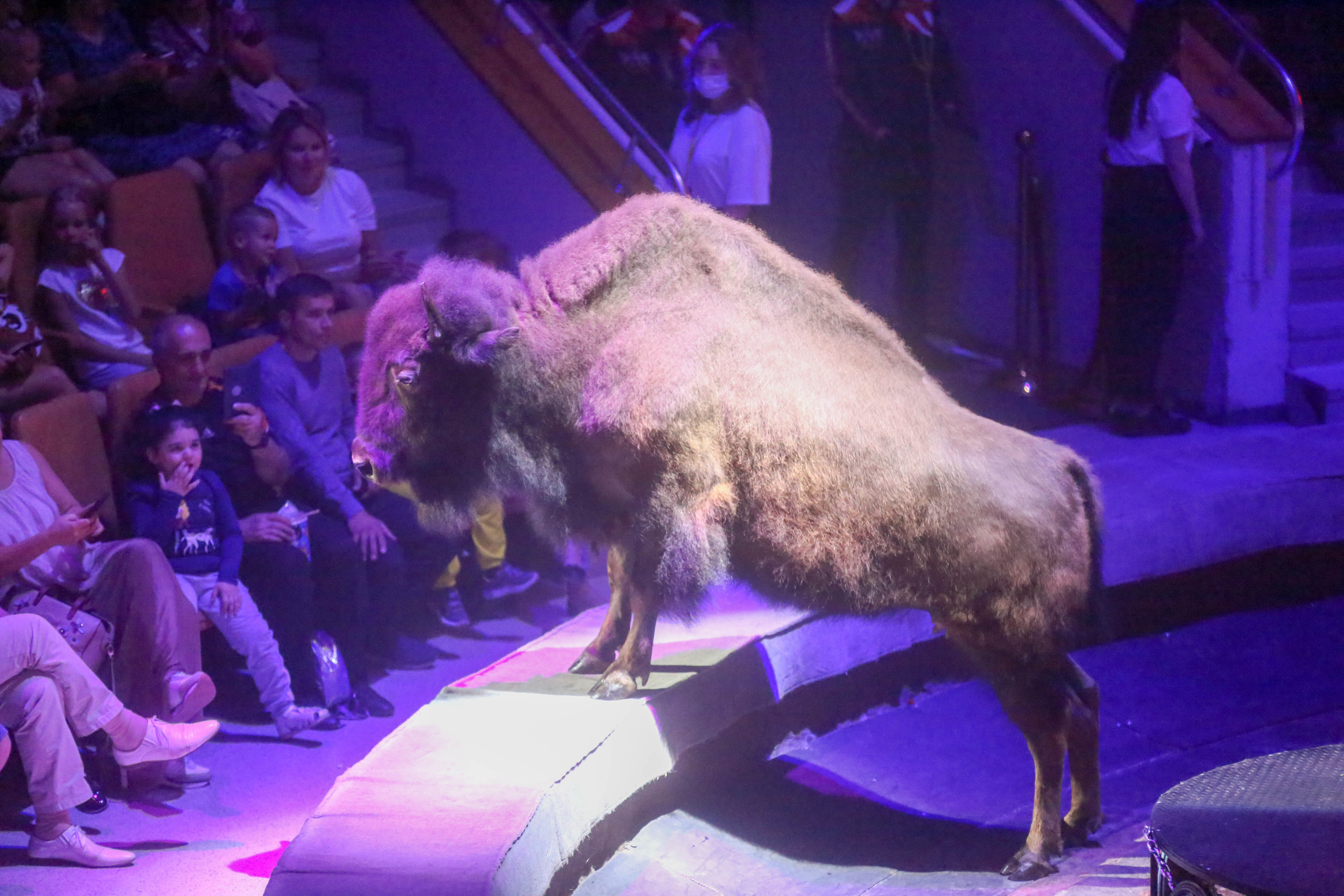 Цирк Гии Эрадзе возвращается!. Журнал о самом особенном. Пермь и Пермский край