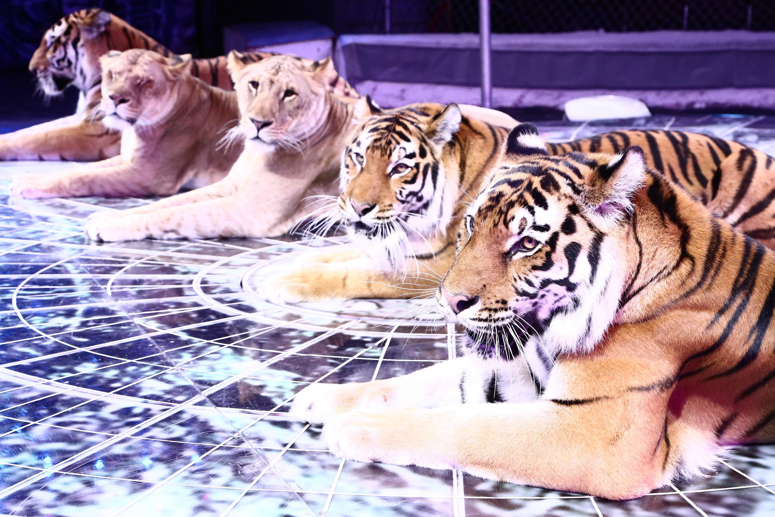 Цирк Гии Эрадзе возвращается!. Журнал о самом особенном. Пермь и Пермский край