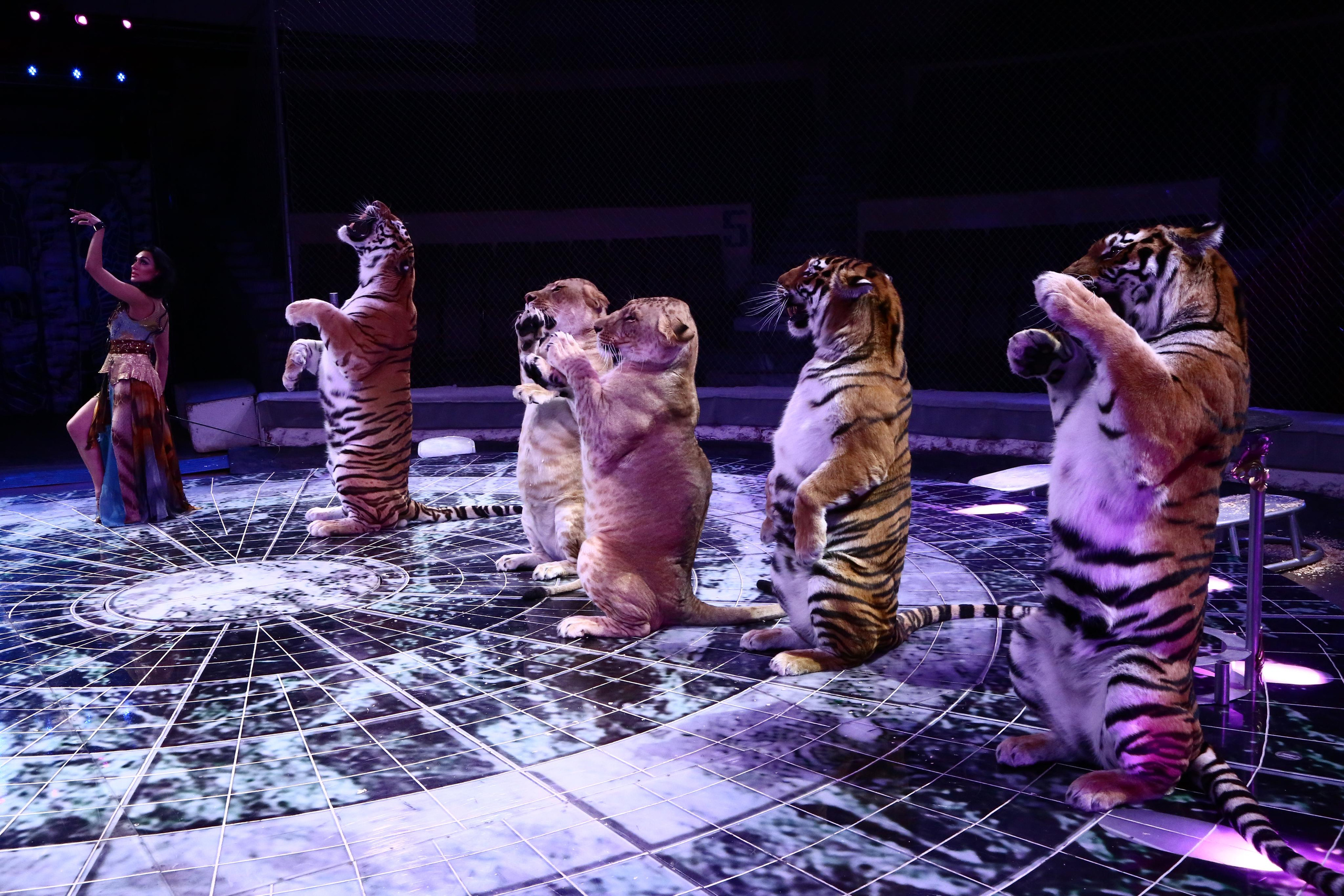 Цирк Гии Эрадзе возвращается!. Журнал о самом особенном. Пермь и Пермский край