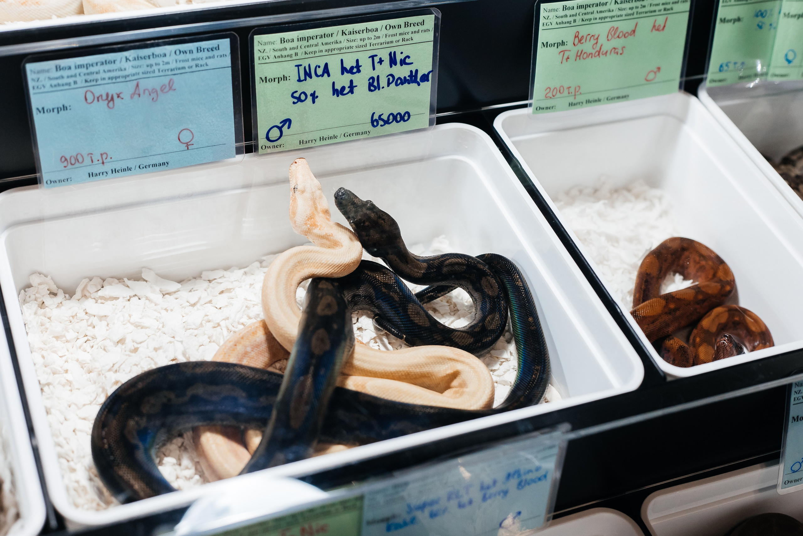 Рептилиум — Выставка продажа экзотических животных. Галина Шарапова Детский и семейный фотограф Москва