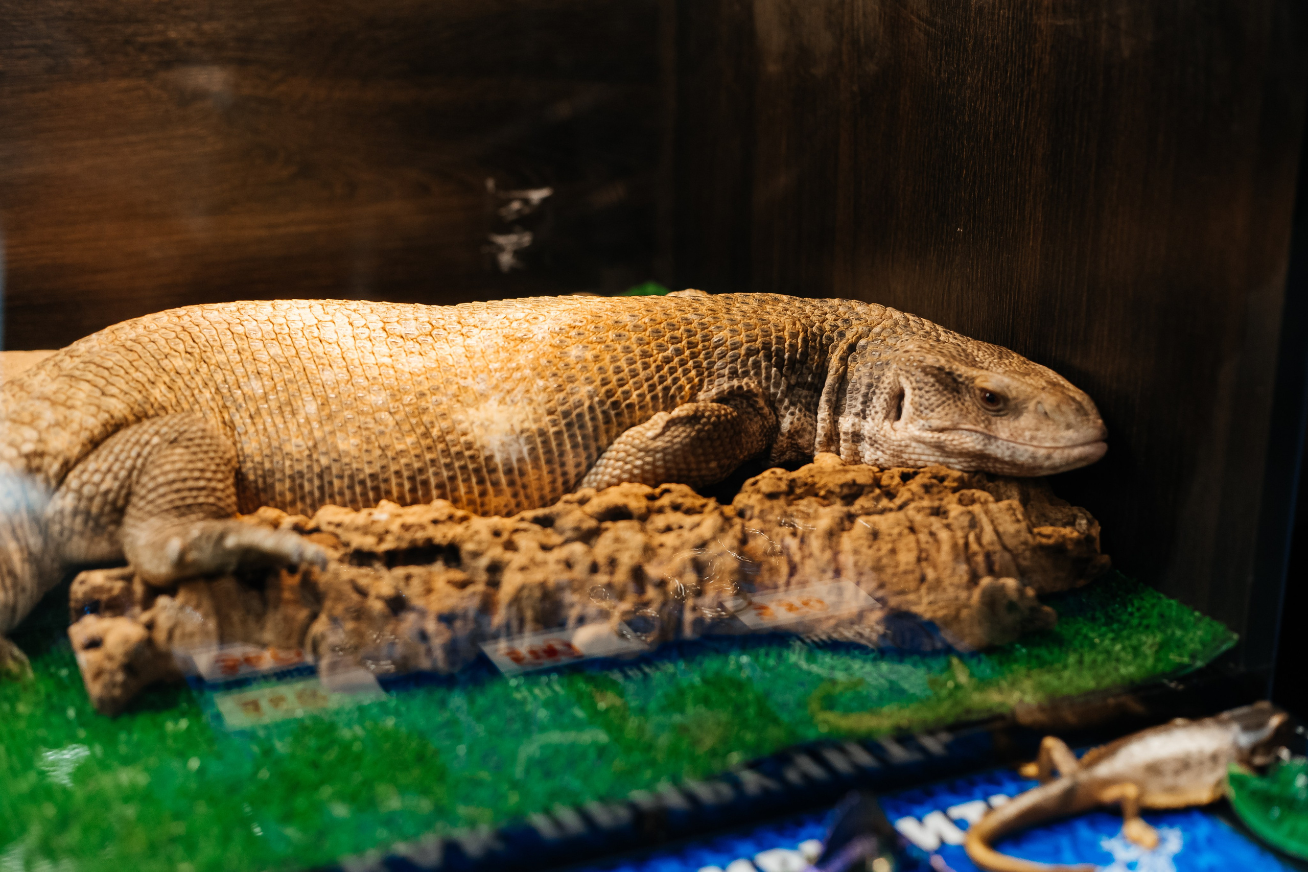 Рептилиум — Выставка продажа экзотических животных. Галина Шарапова Детский и семейный фотограф Москва