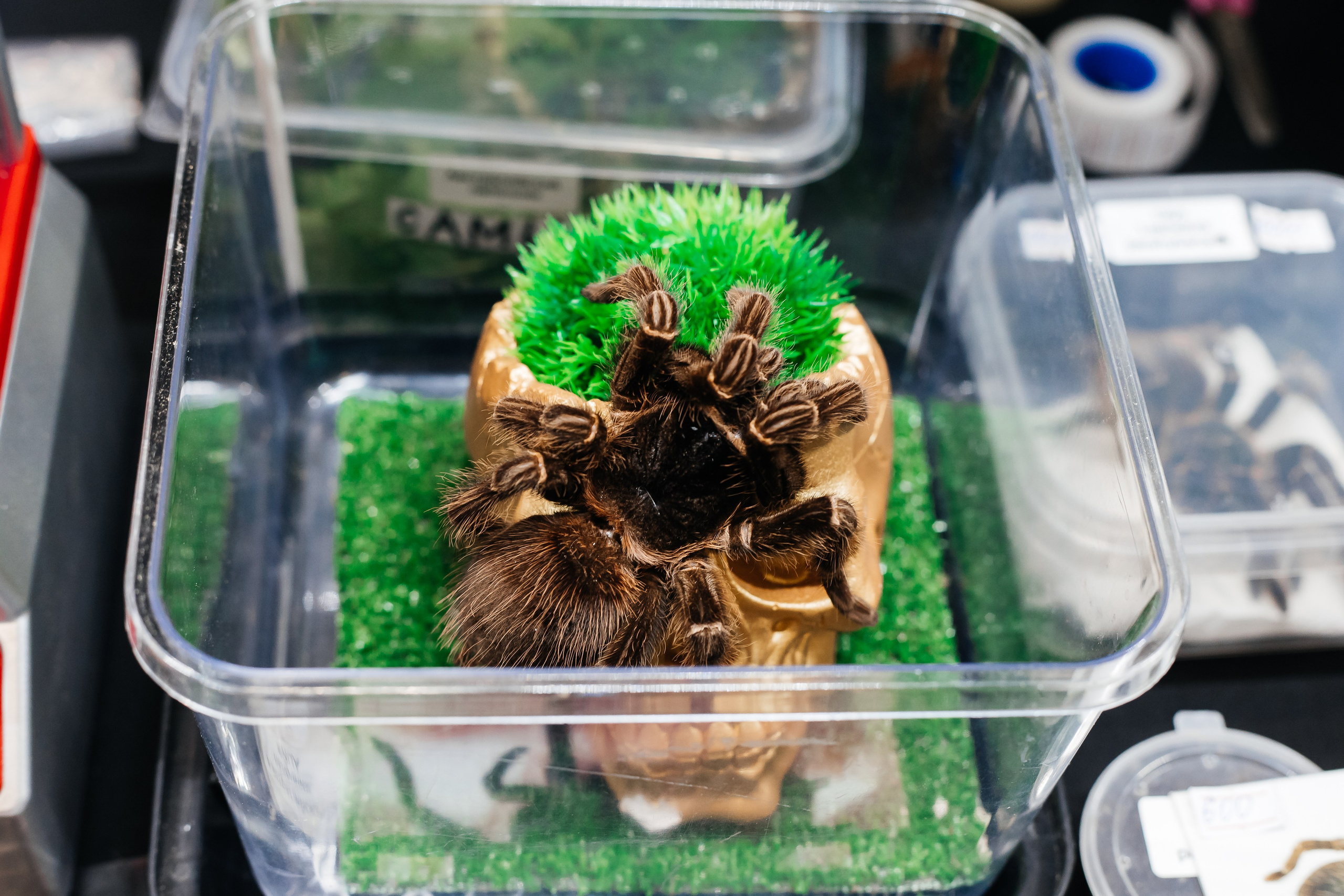 Рептилиум — Выставка продажа экзотических животных. Галина Шарапова Детский и семейный фотограф Москва