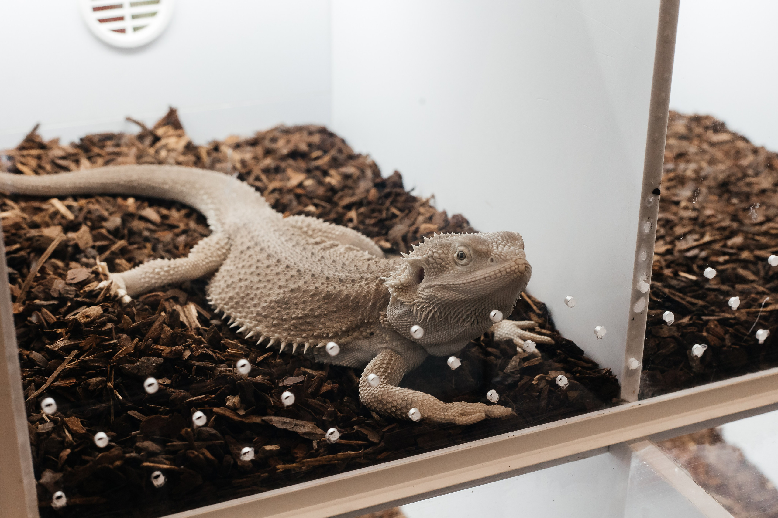 Рептилиум — Выставка продажа экзотических животных. Галина Шарапова Детский и семейный фотограф Москва