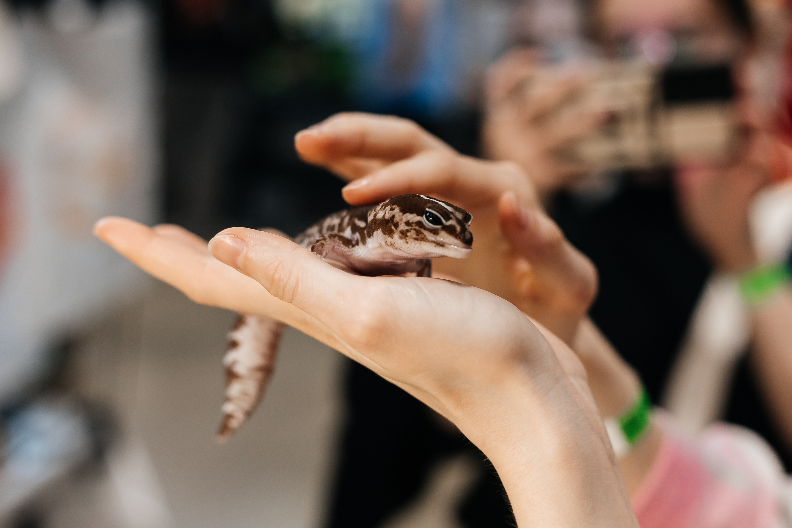 Рептилиум — Выставка продажа экзотических животных. Галина Шарапова Детский и семейный фотограф Москва