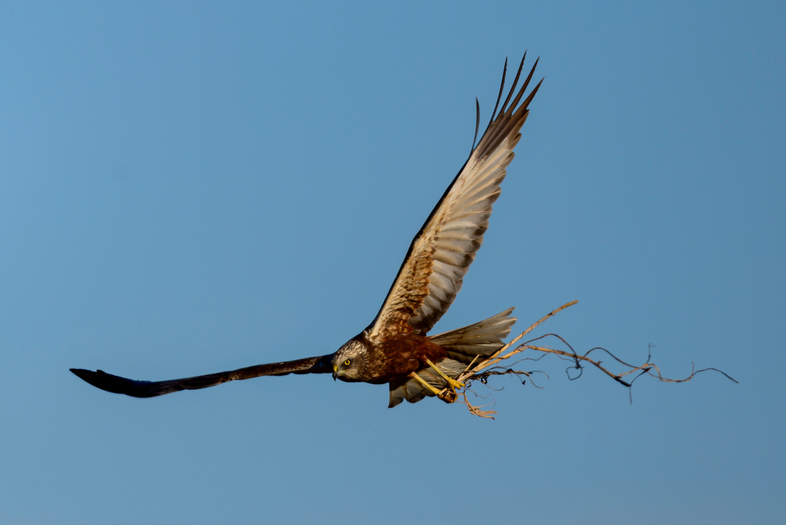 Журавли, совы, кроншнеп и кукушка. Wildlife photography by Sergey Puponin