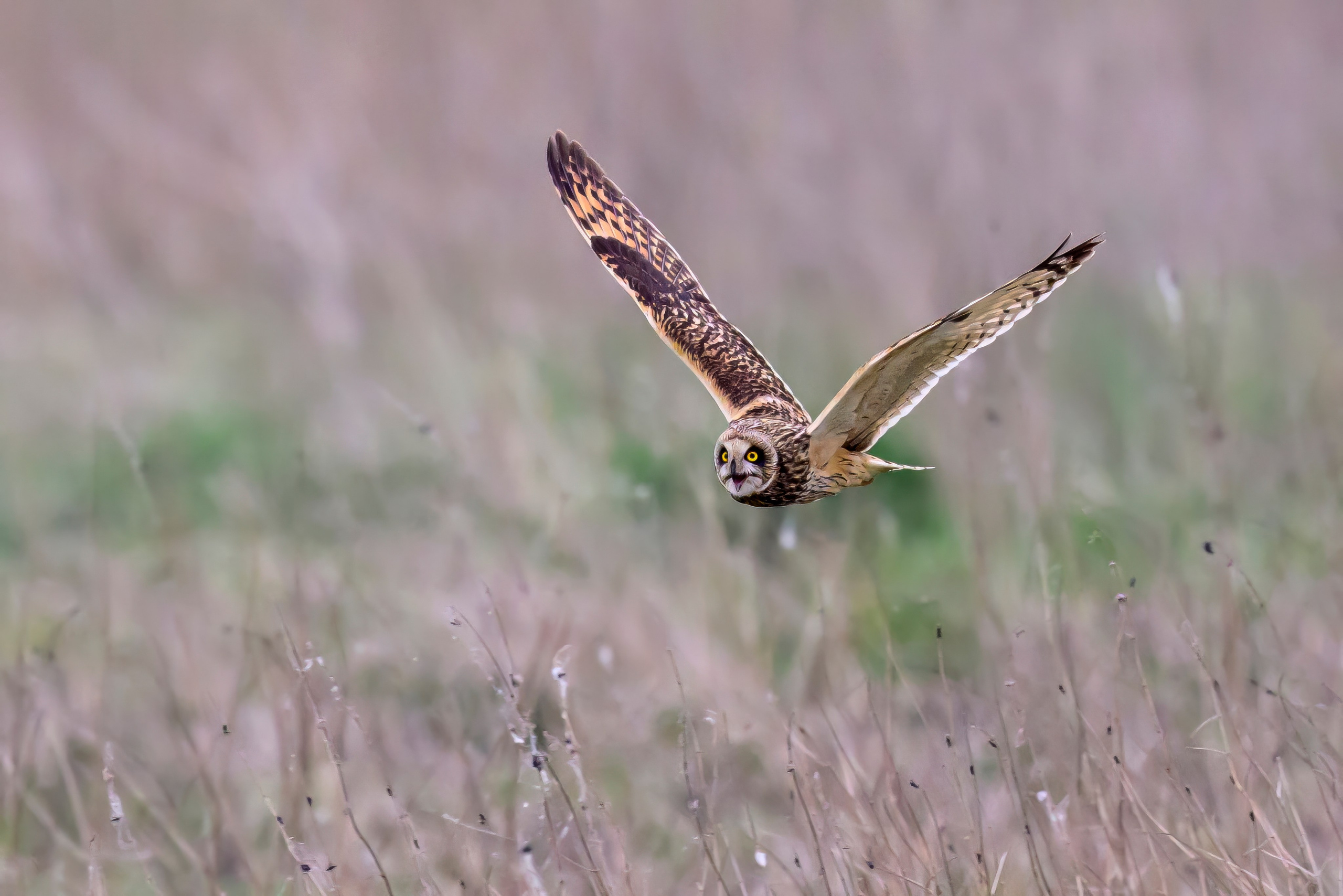 Лунь атакует сову. Wildlife photography by Sergey Puponin