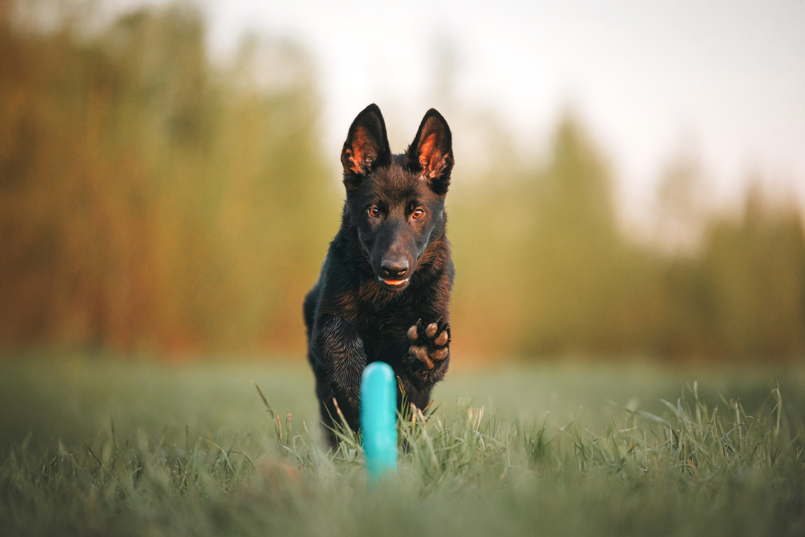 Пресеты. Фотограф анималист Осипчикова Мария