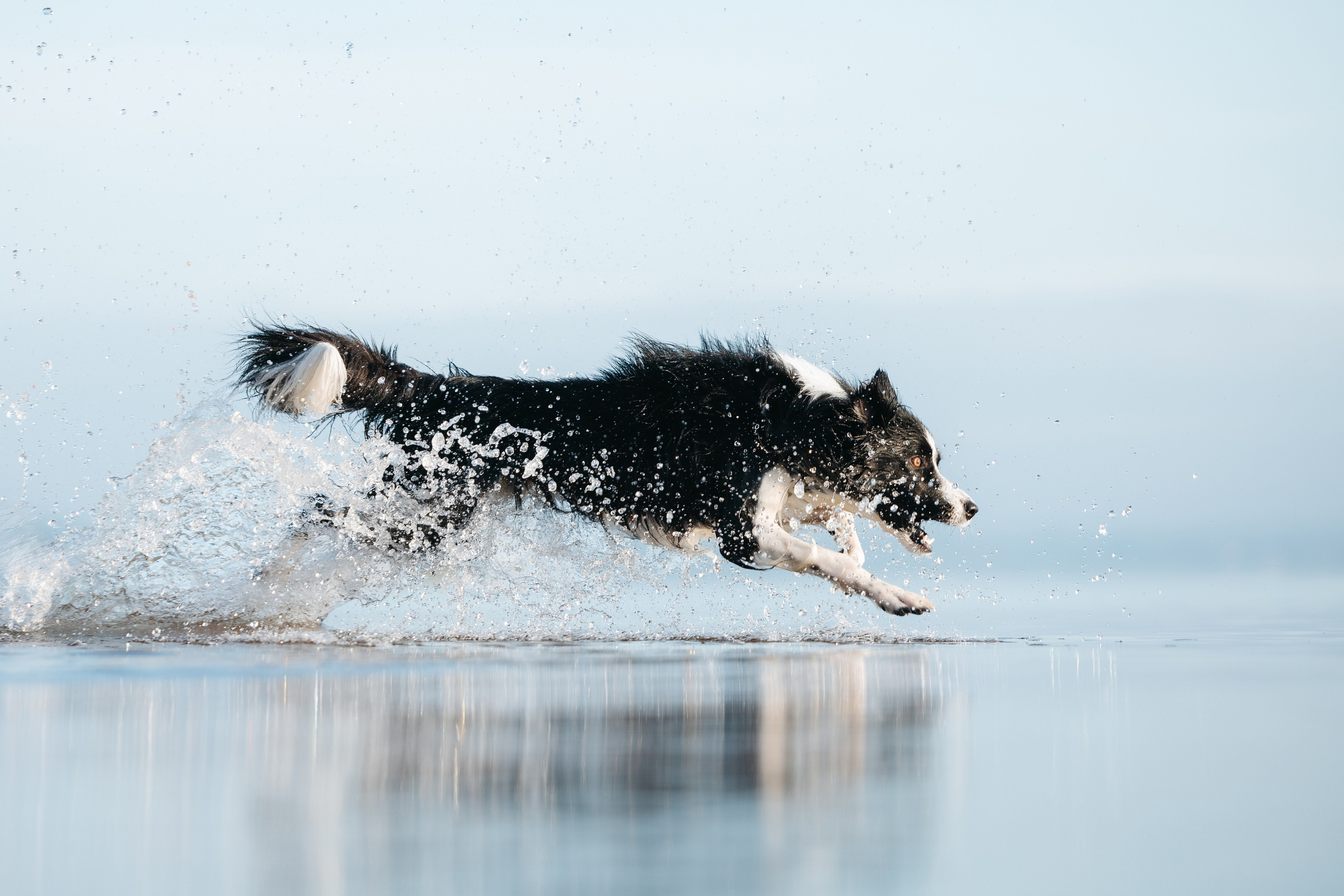 Пресеты. Фотограф анималист Осипчикова Мария