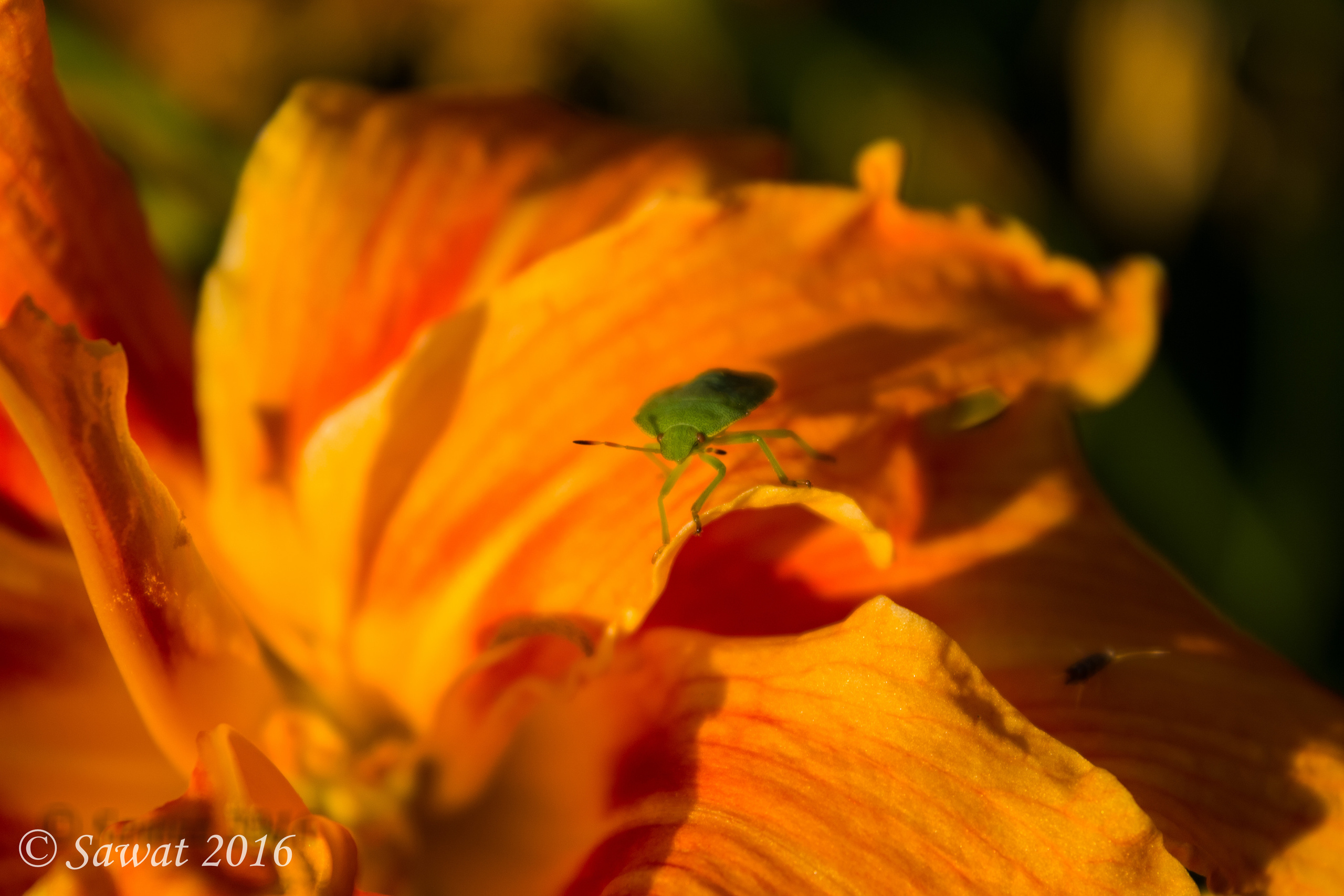Фотографии насекомых. Макро-фото съемка и прочее