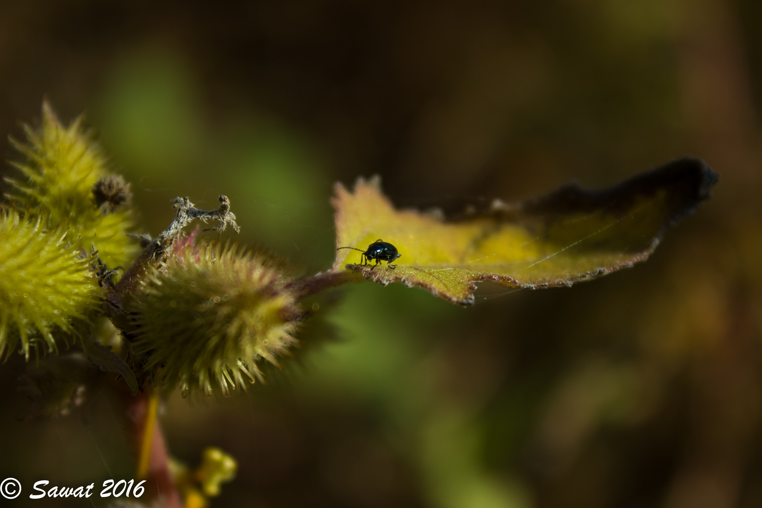 Фотографии насекомых. Макро-фото съемка и прочее