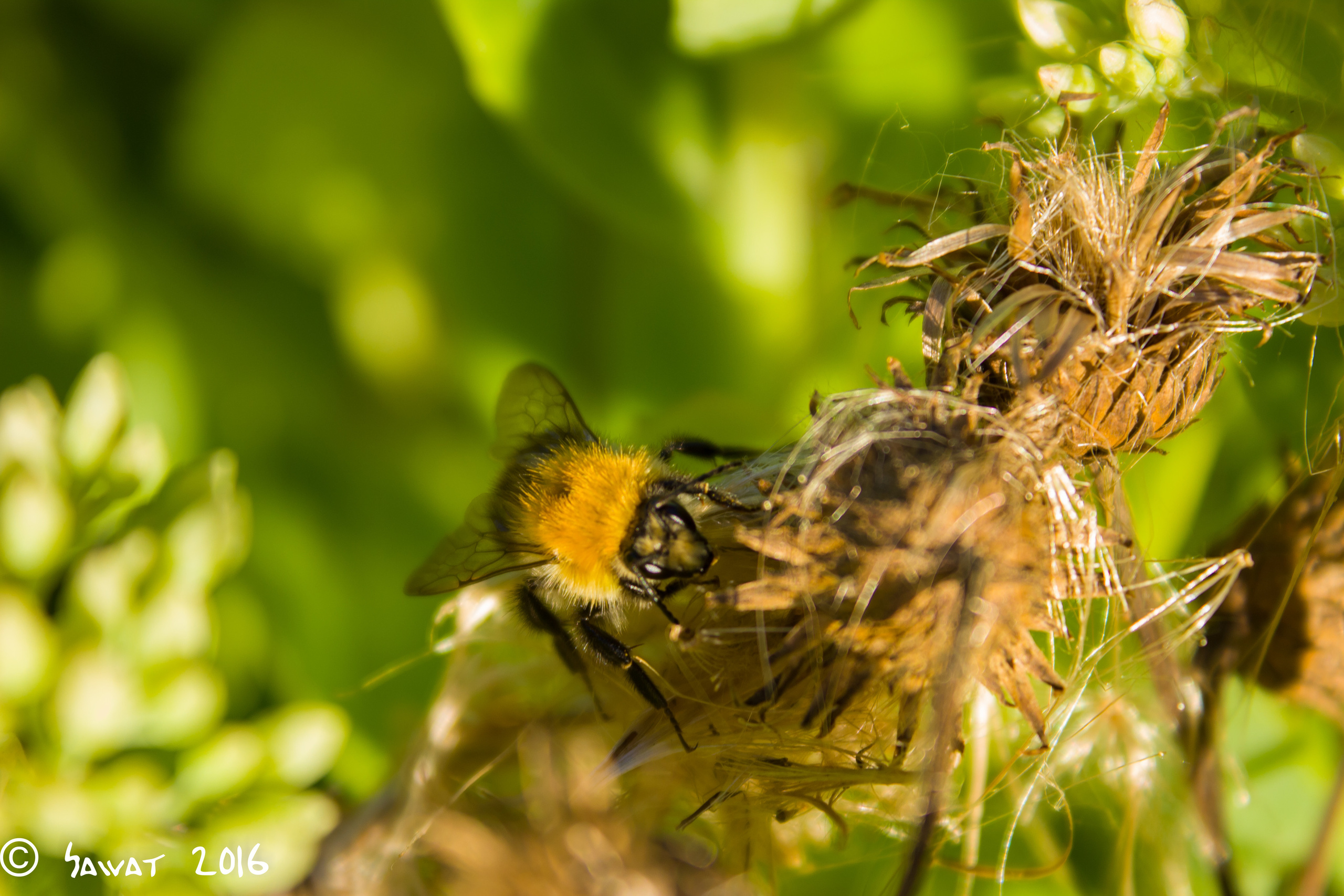 Фотографии насекомых. Макро-фото съемка и прочее