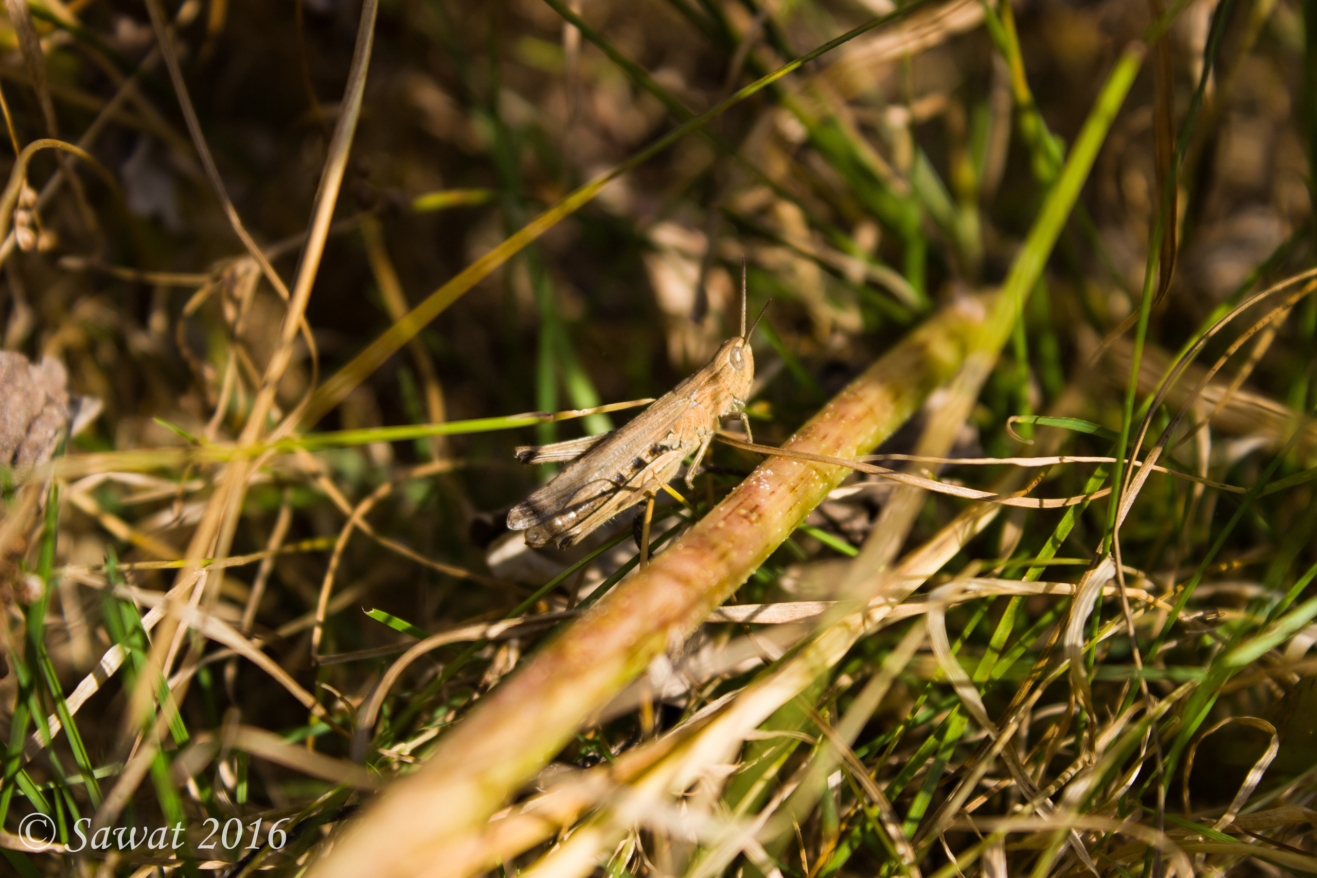 Фотографии насекомых. Макро-фото съемка и прочее