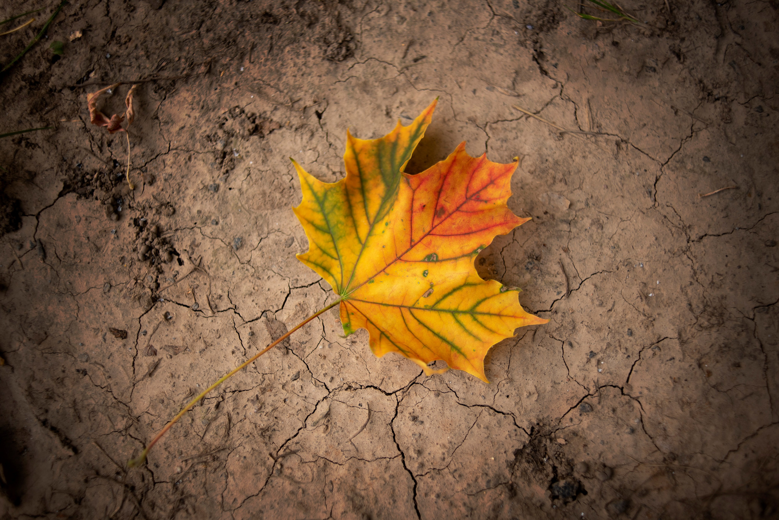 Проекты. Монохромный фотограф