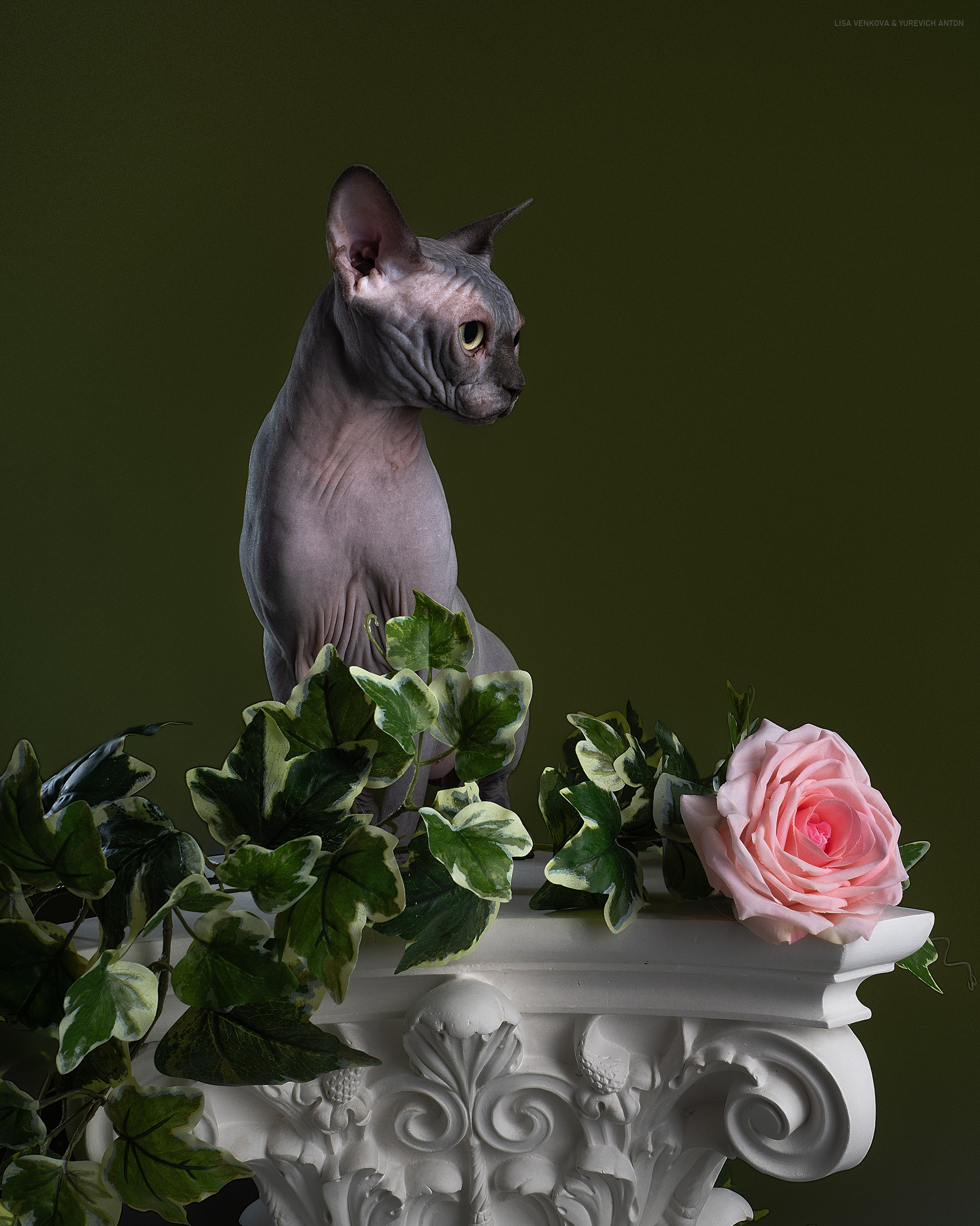 Анималистика. Сайт портфолио двух профессиональных фотографов