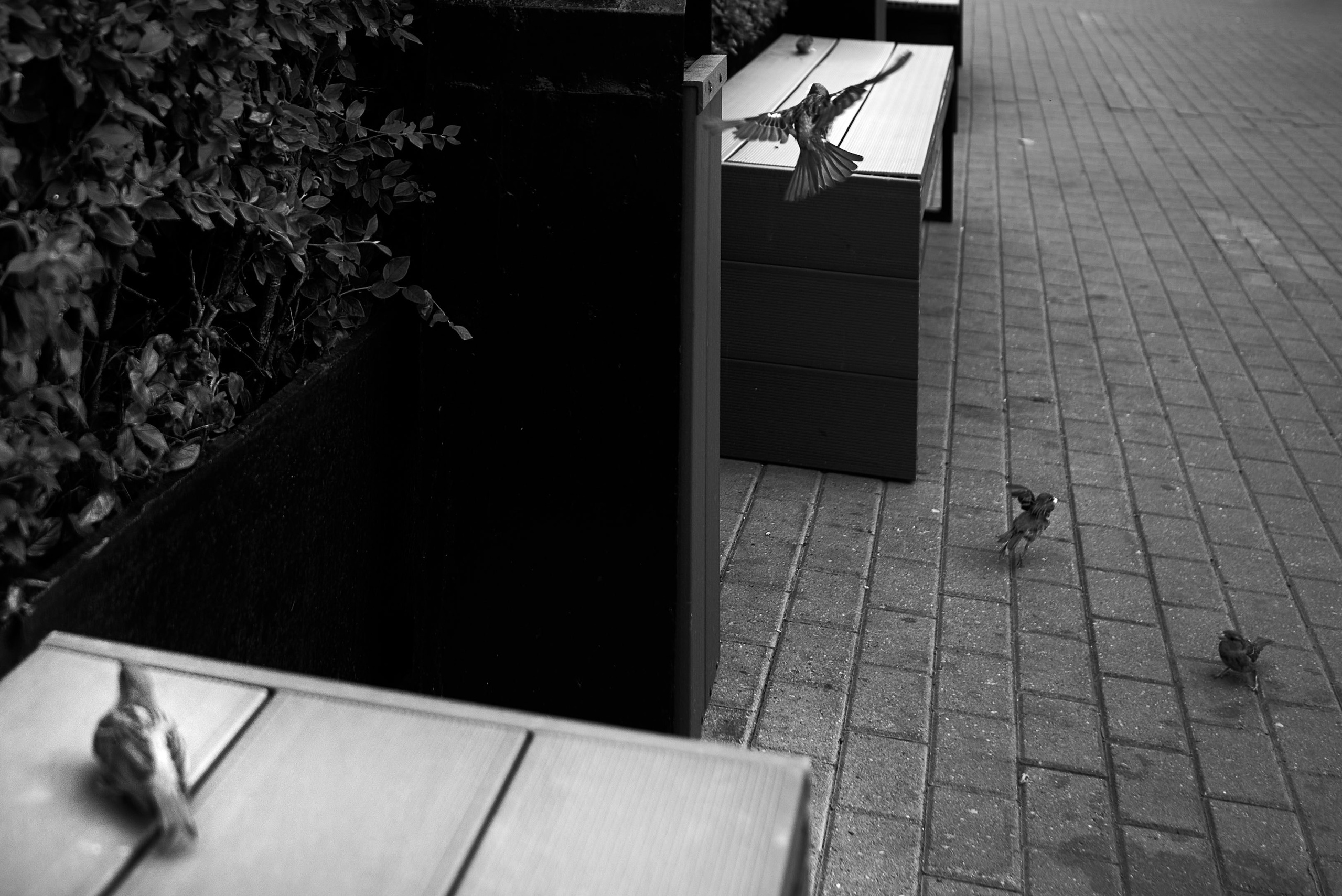 Birds steal bread on a park bench. POV: #streetphotography #nikond750 #28mm #djiosmoaction4
