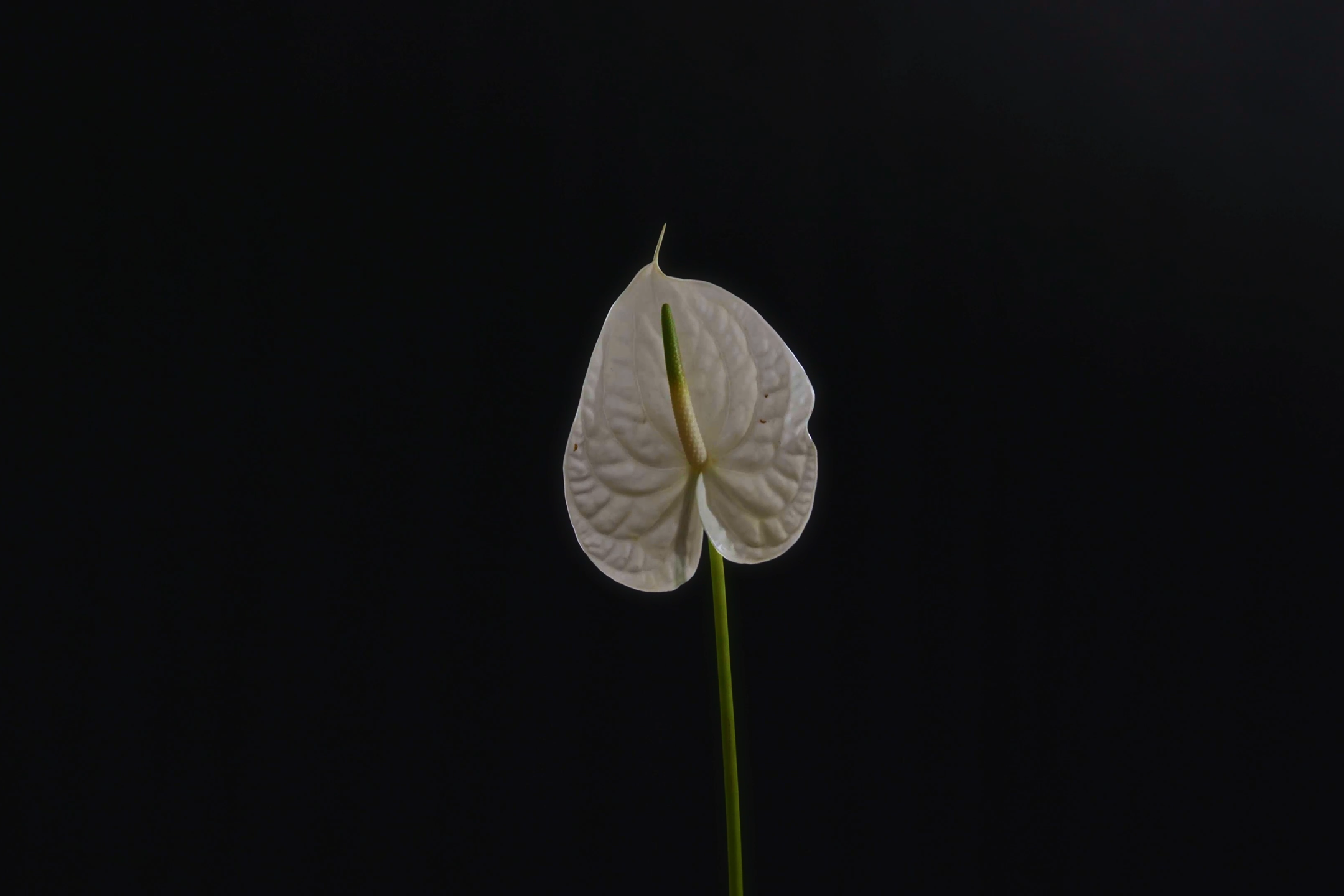 Услуги. Свадебный видеограф в Москве и Санкт-Петербурге Павел Пономарёв