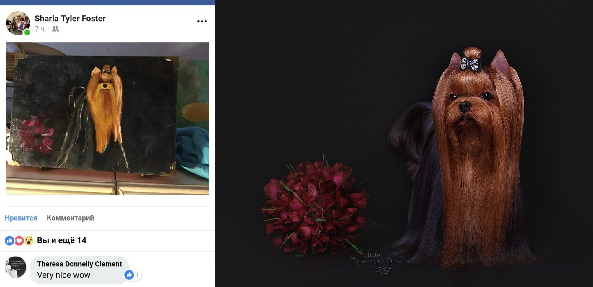 Очень приятно, когда людям нравятся мои собаки и Олины фото). Питомник Йоркширских терьеров Дэнстайл в Санкт-Петербурге заводчик Тих