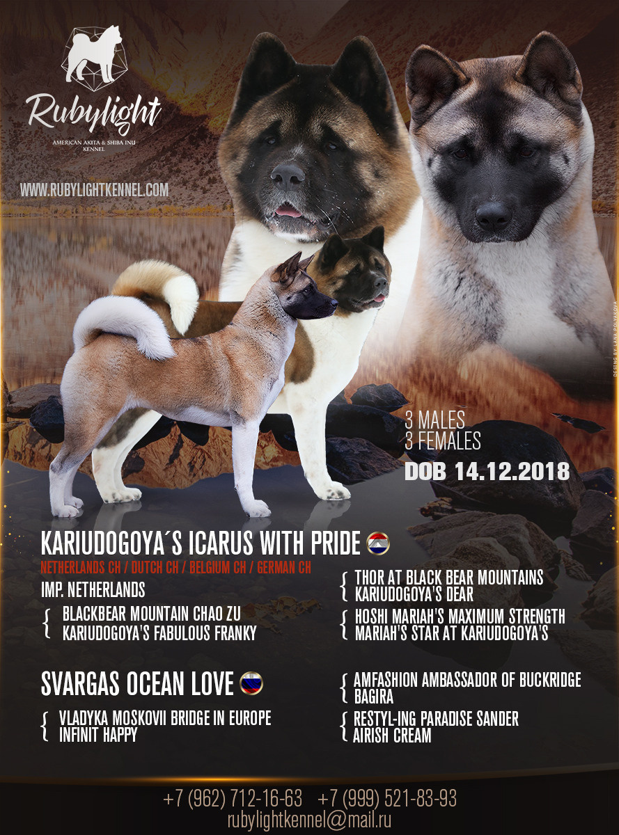 ПОМЕТЫ американских акит. AMERICAN AKITA RUBYLIGHT KENNEL I SHIBA-INU