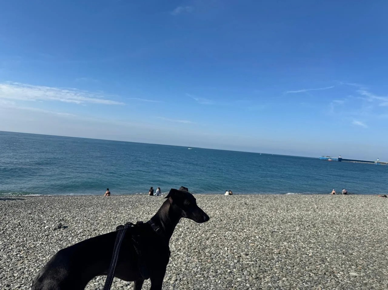 Плавание— это must-have для левретки. Professional Italian Greyhound Kennel RKF/FCI ASTI SAPPHIRE 💎 Sochi|St. Petersburg