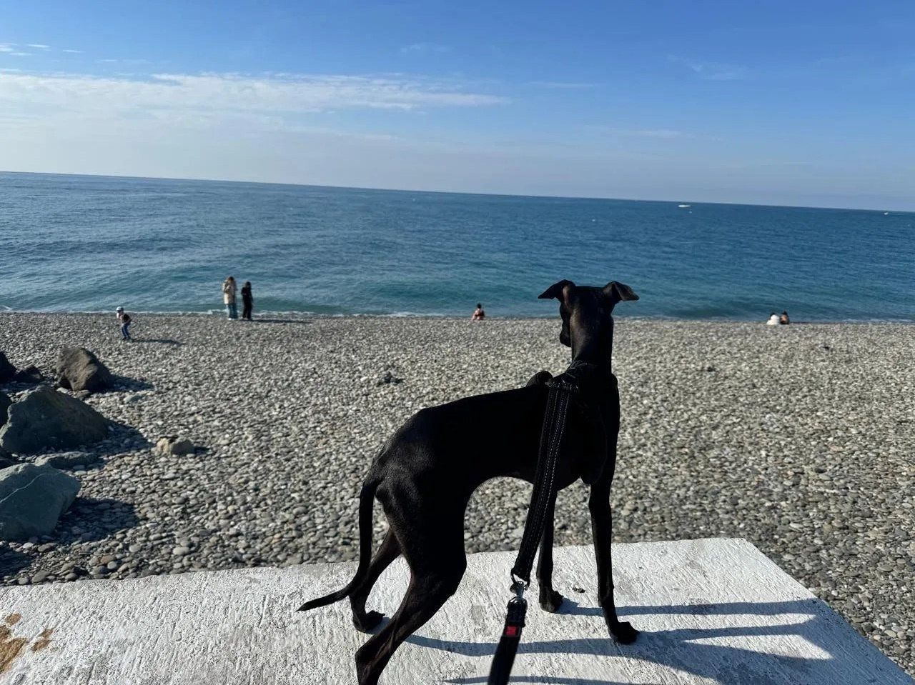 Плавание— это must-have для левретки. Professional Italian Greyhound Kennel RKF/FCI ASTI SAPPHIRE 💎 Sochi|St. Petersburg