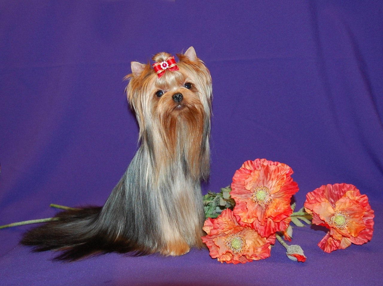 Дэнстайл Юрмала. Питомник Йоркширских терьеров Дэнстайл в Санкт-Петербурге заводчик Тих