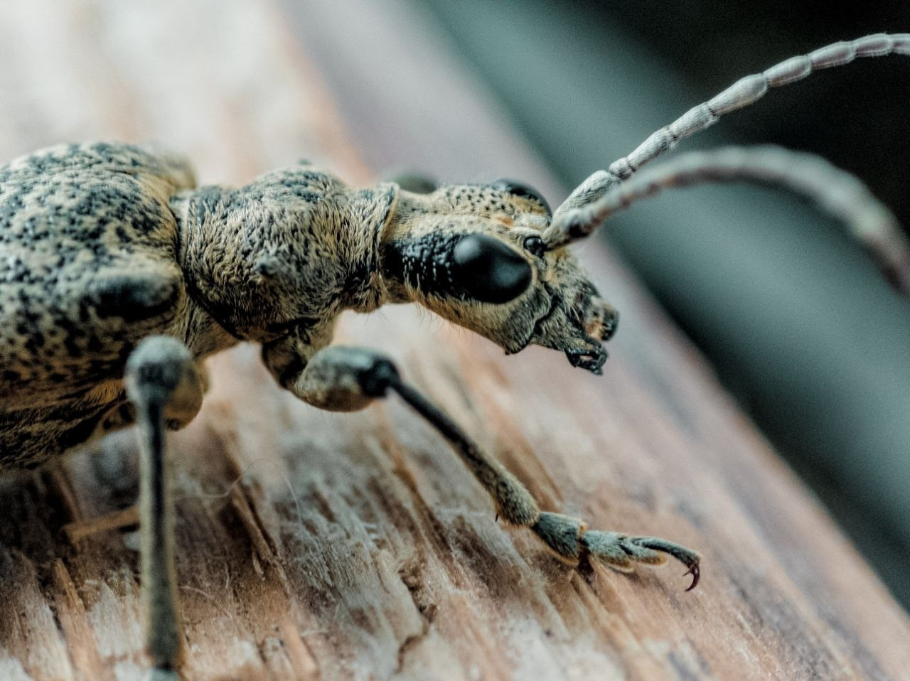 Голосование. Калужский городской фотоконкурс