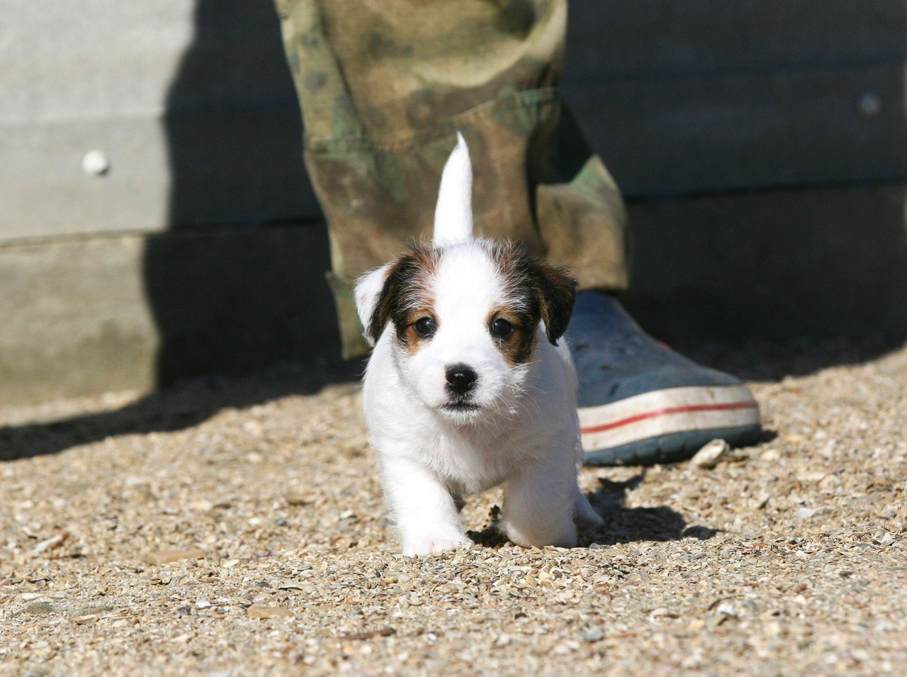 LITTER «W» 26.09.2025. Lovely-Orange питомник джек рассел терьеров