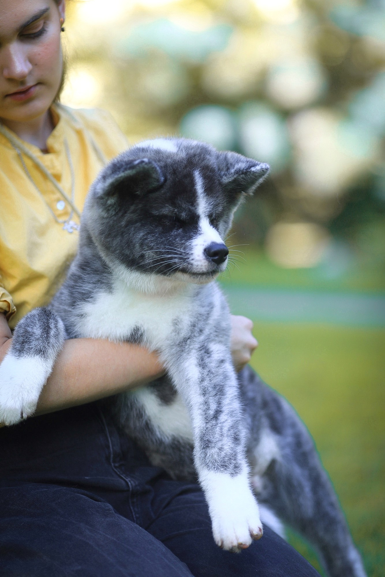 Тигровые щенки акита. Питомник Акита-Ину
