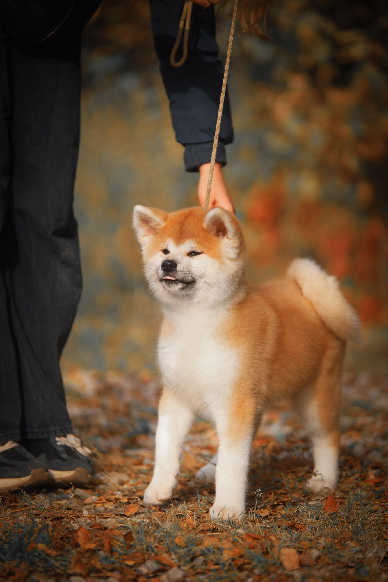 Red puppies. Kennel Akita inu