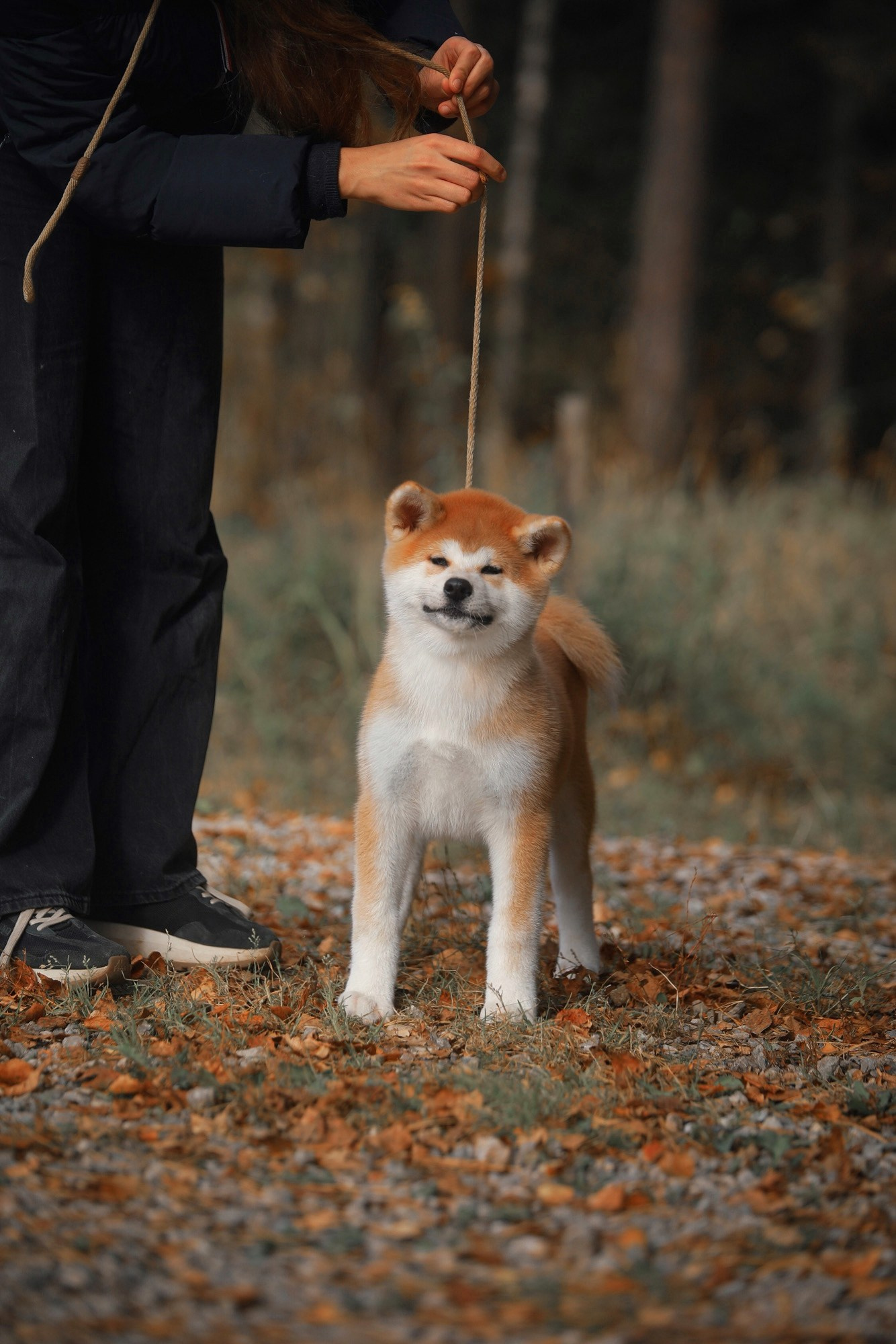 Red puppies. Kennel Akita inu