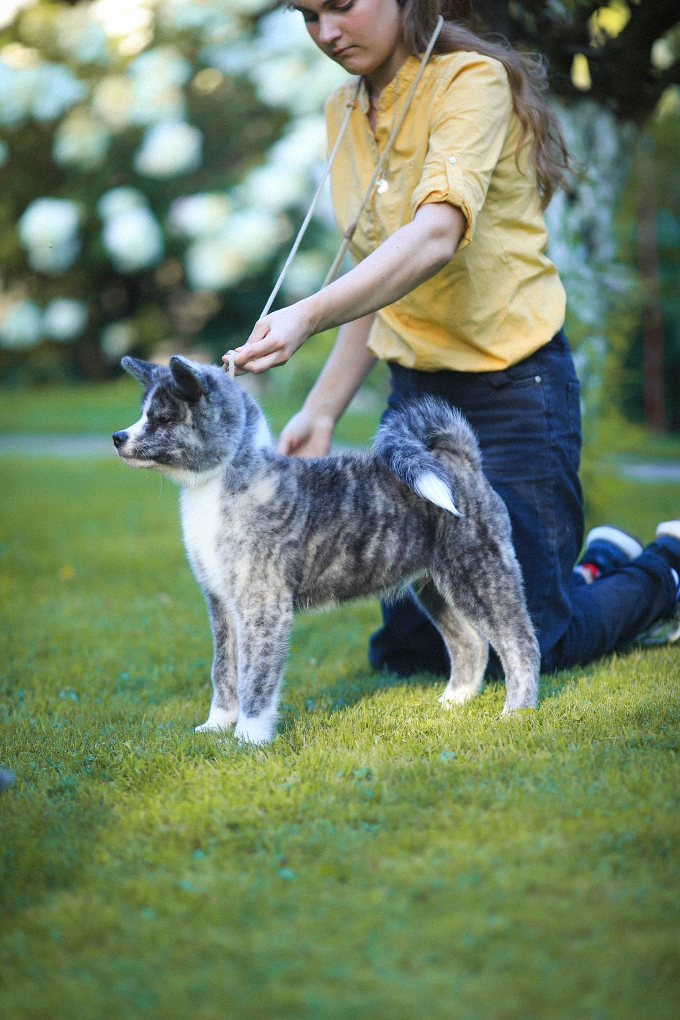 Тигровые щенки акита. Питомник Акита-Ину