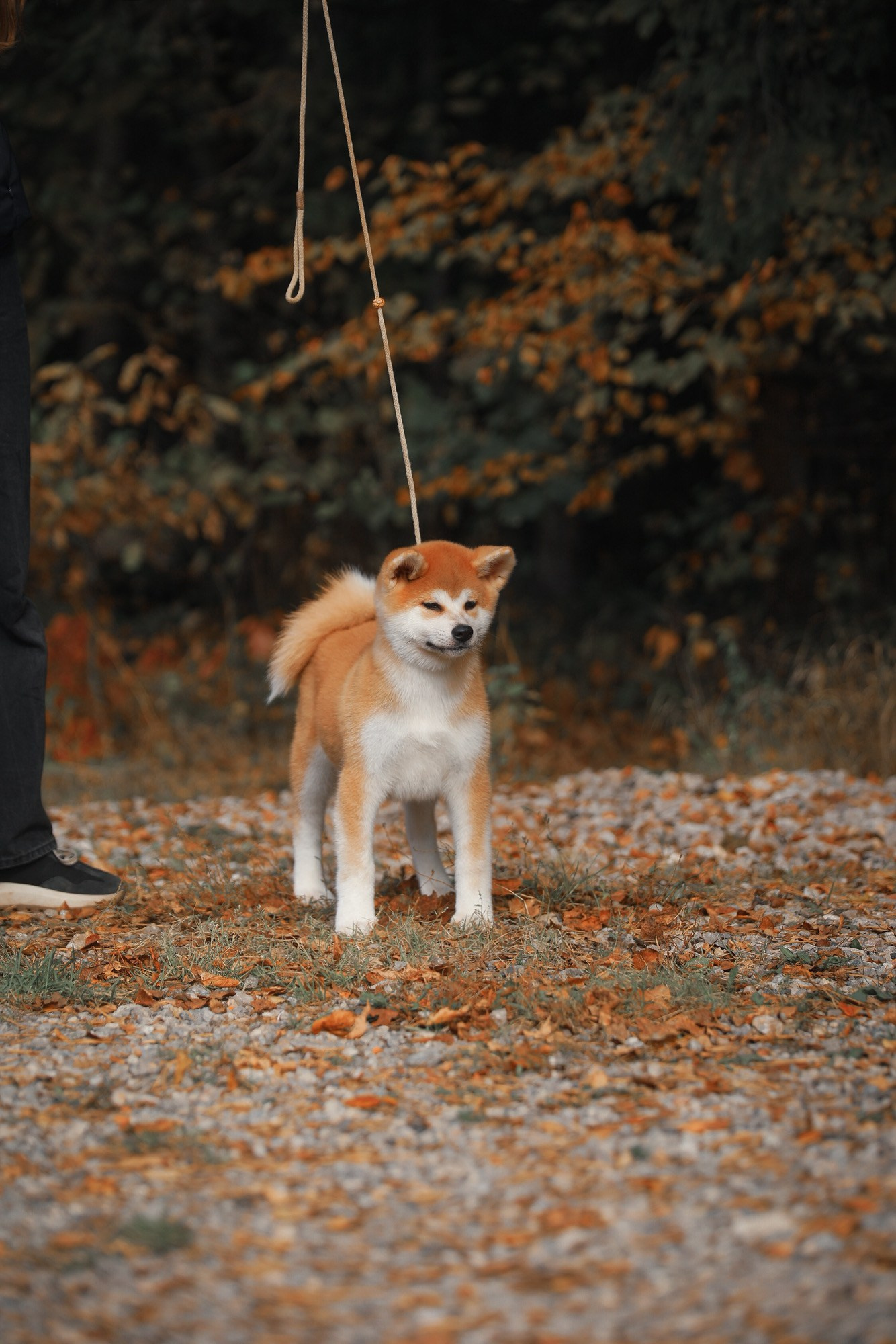 Red puppies. Kennel Akita inu