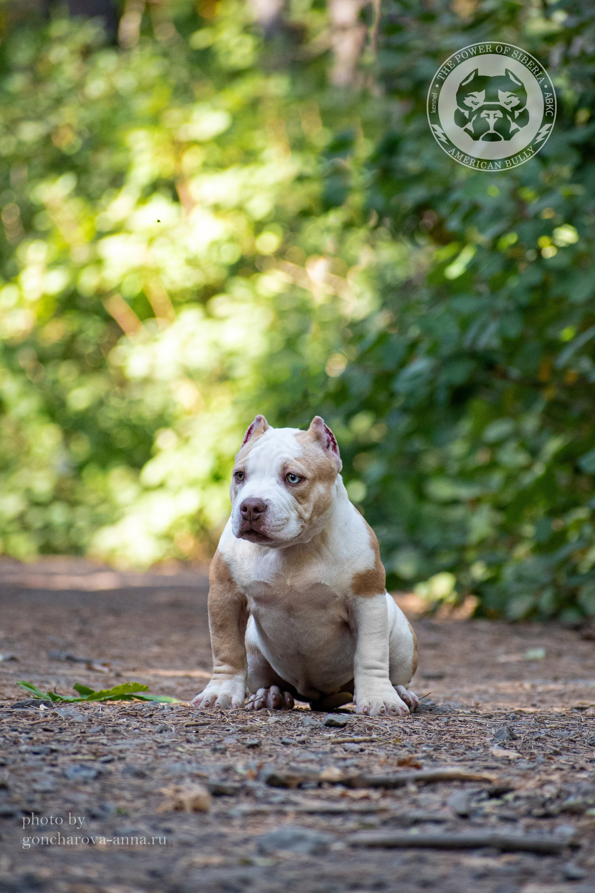 Мила. Американский Булли в г. Ростов-на-Дону. Питомник THE POWER OF SIBERIA