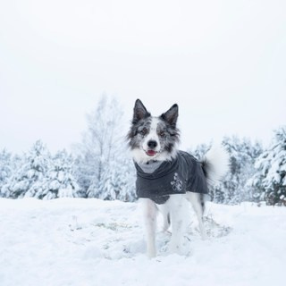 Обучение. Фотограф анималист Осипчикова Мария